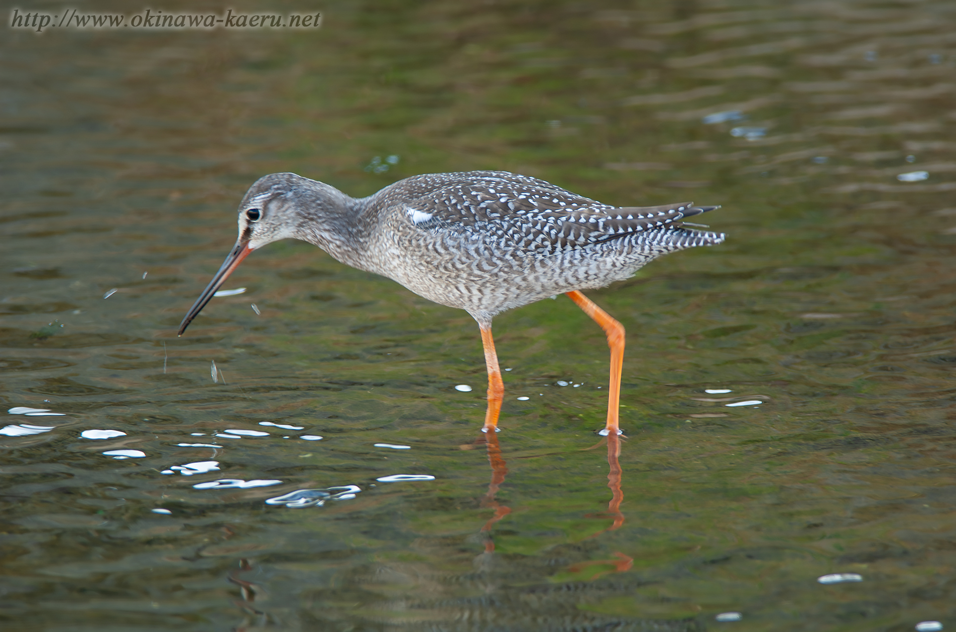 ツルシギ Tringa erythropus