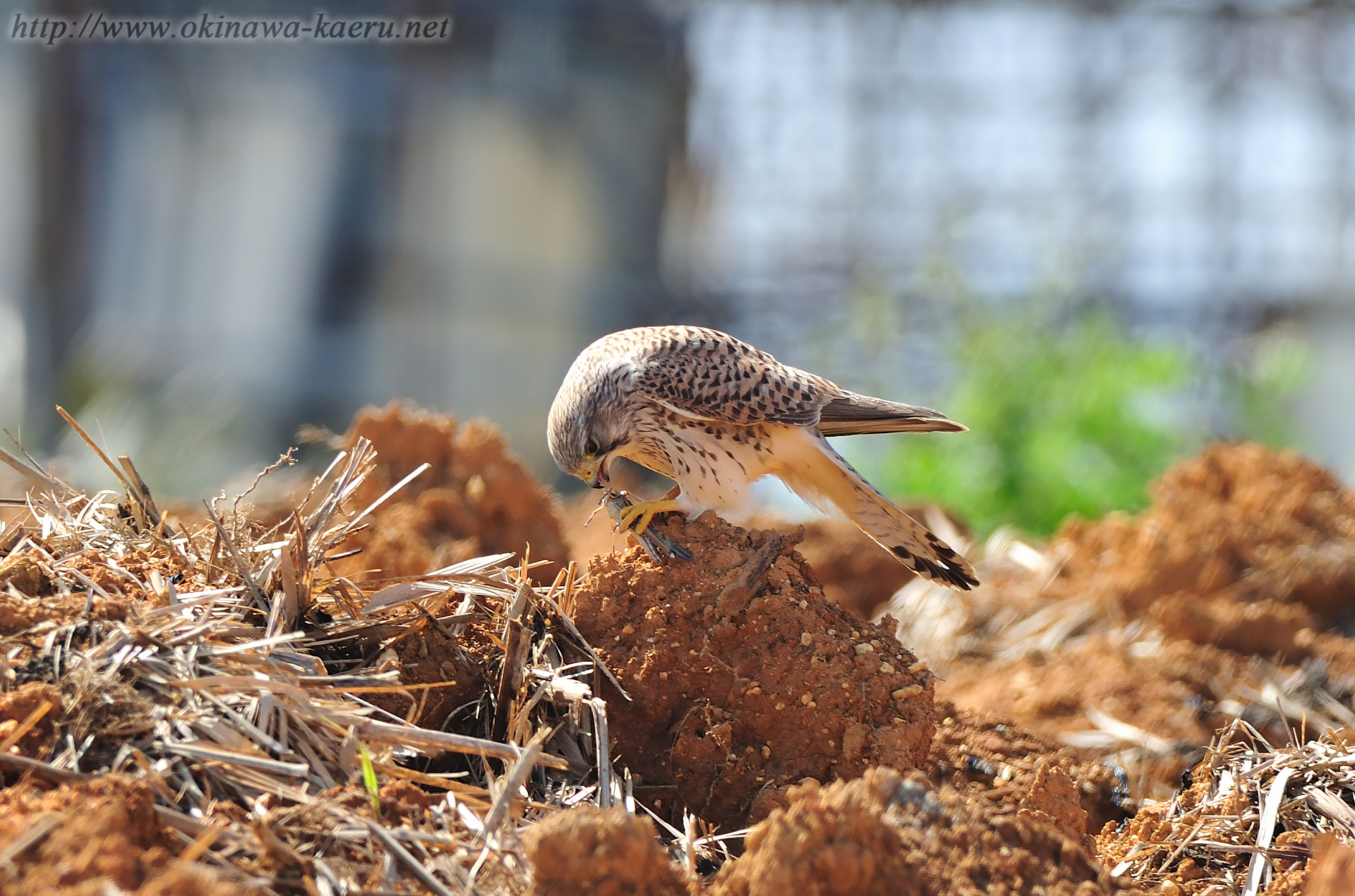 チョウゲンボウ Falco tinnunculus