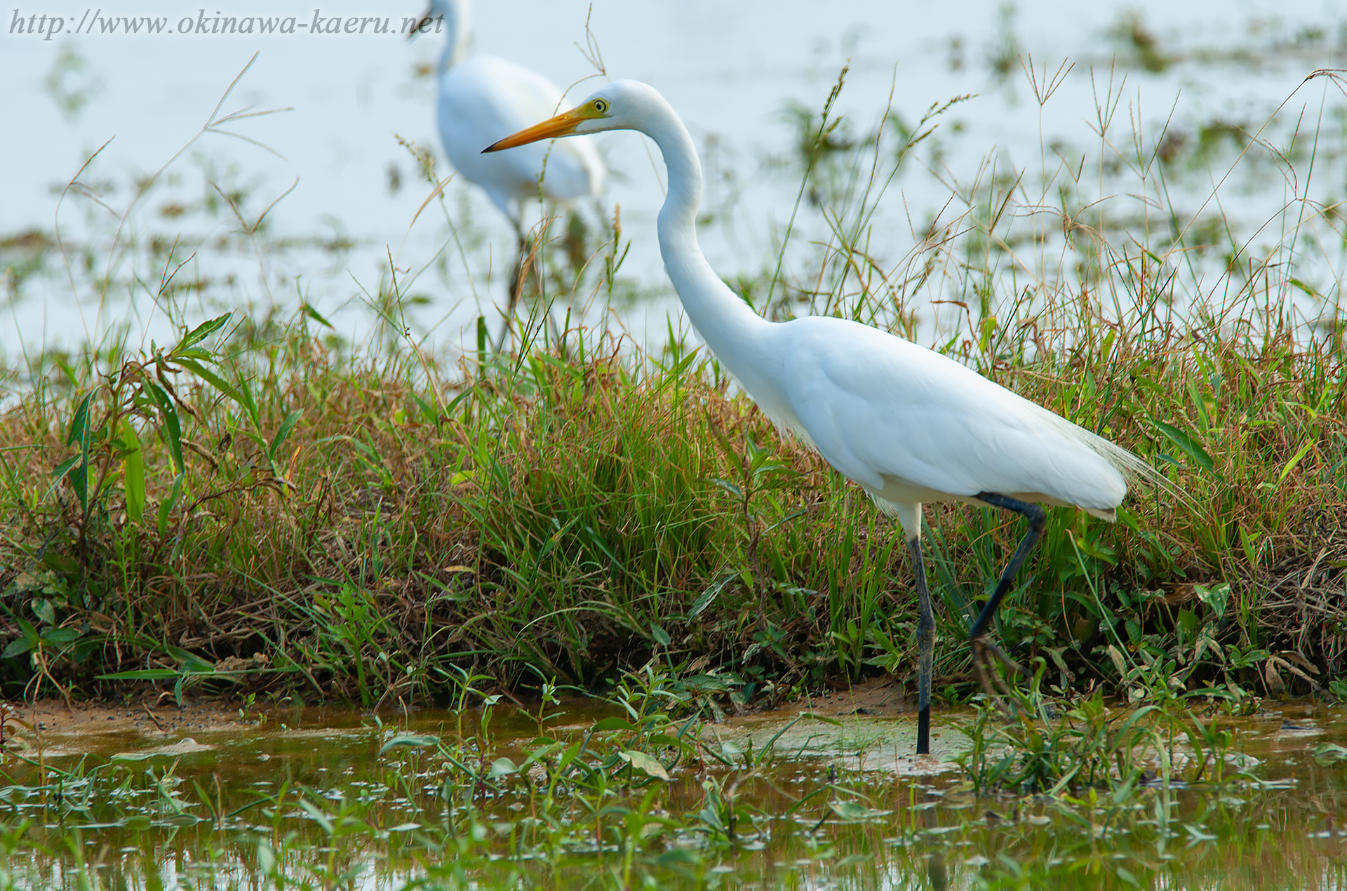 チュウサギ Egretta intermedia