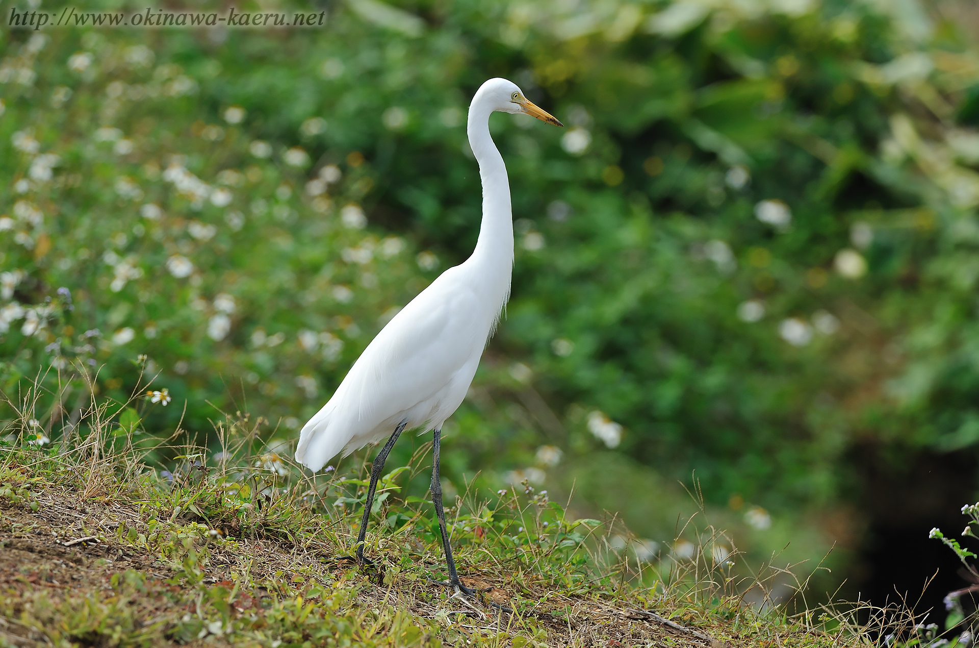 チュウサギ Egretta intermedia