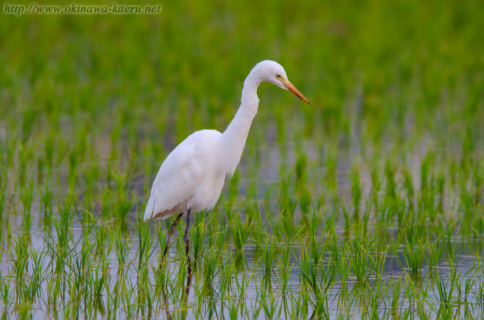 チュウサギ Egretta intermedia