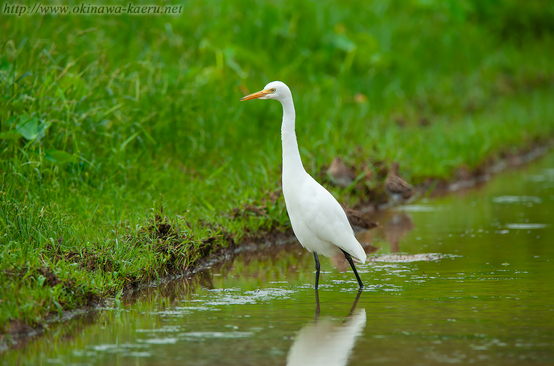 チュウサギ Egretta intermedia