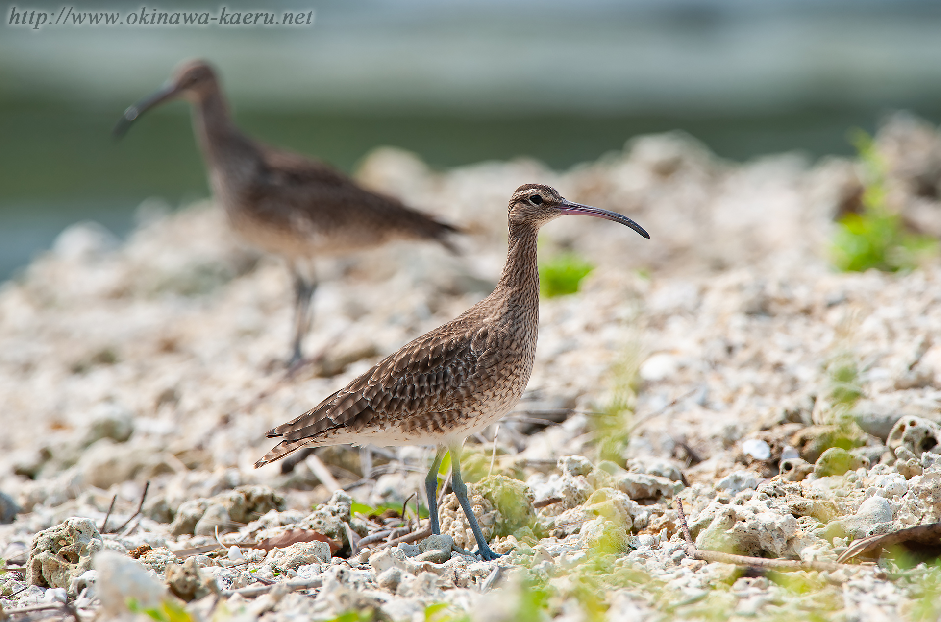 チュウシャクシギ Numenius phaeopus