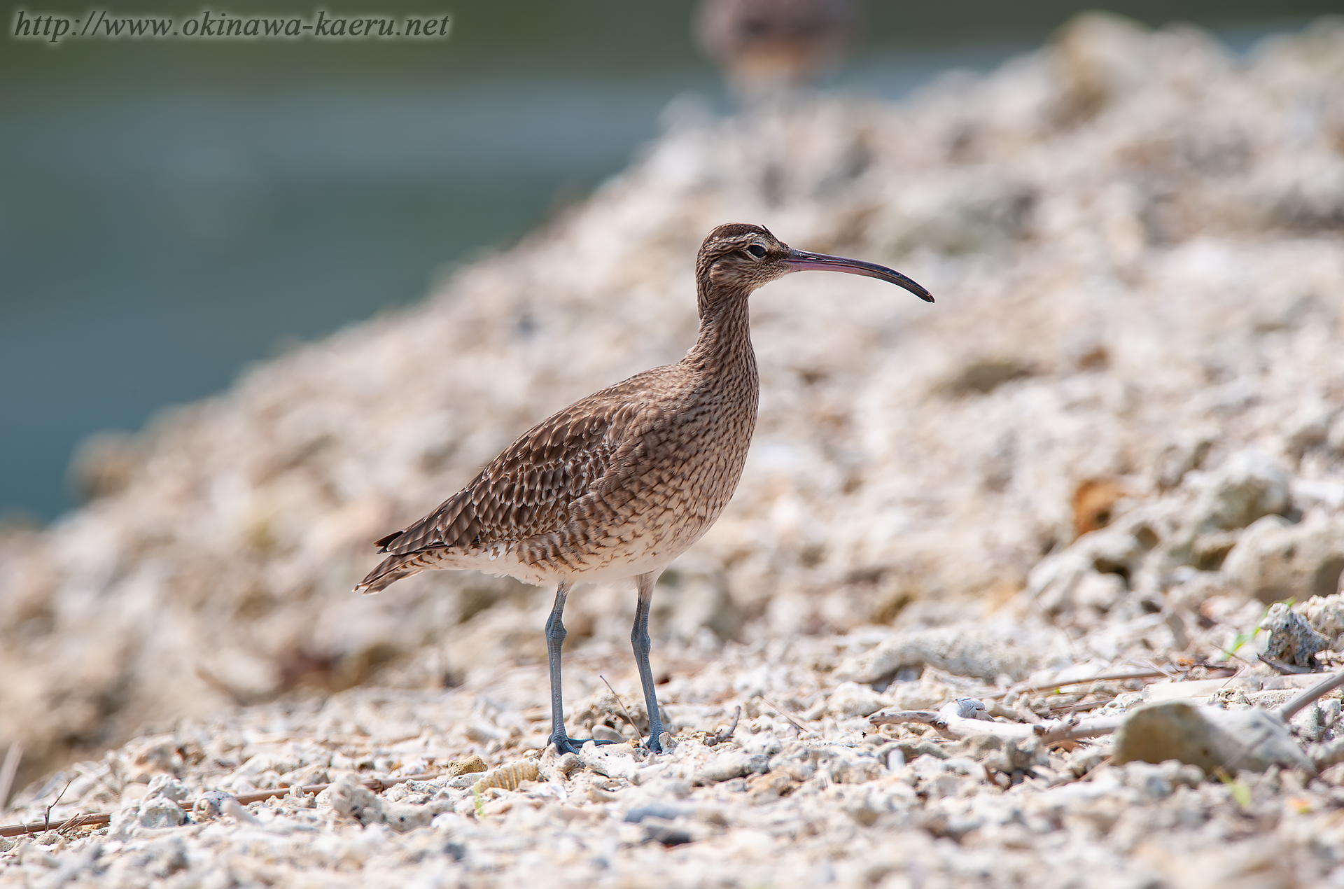 チュウシャクシギ Numenius phaeopus