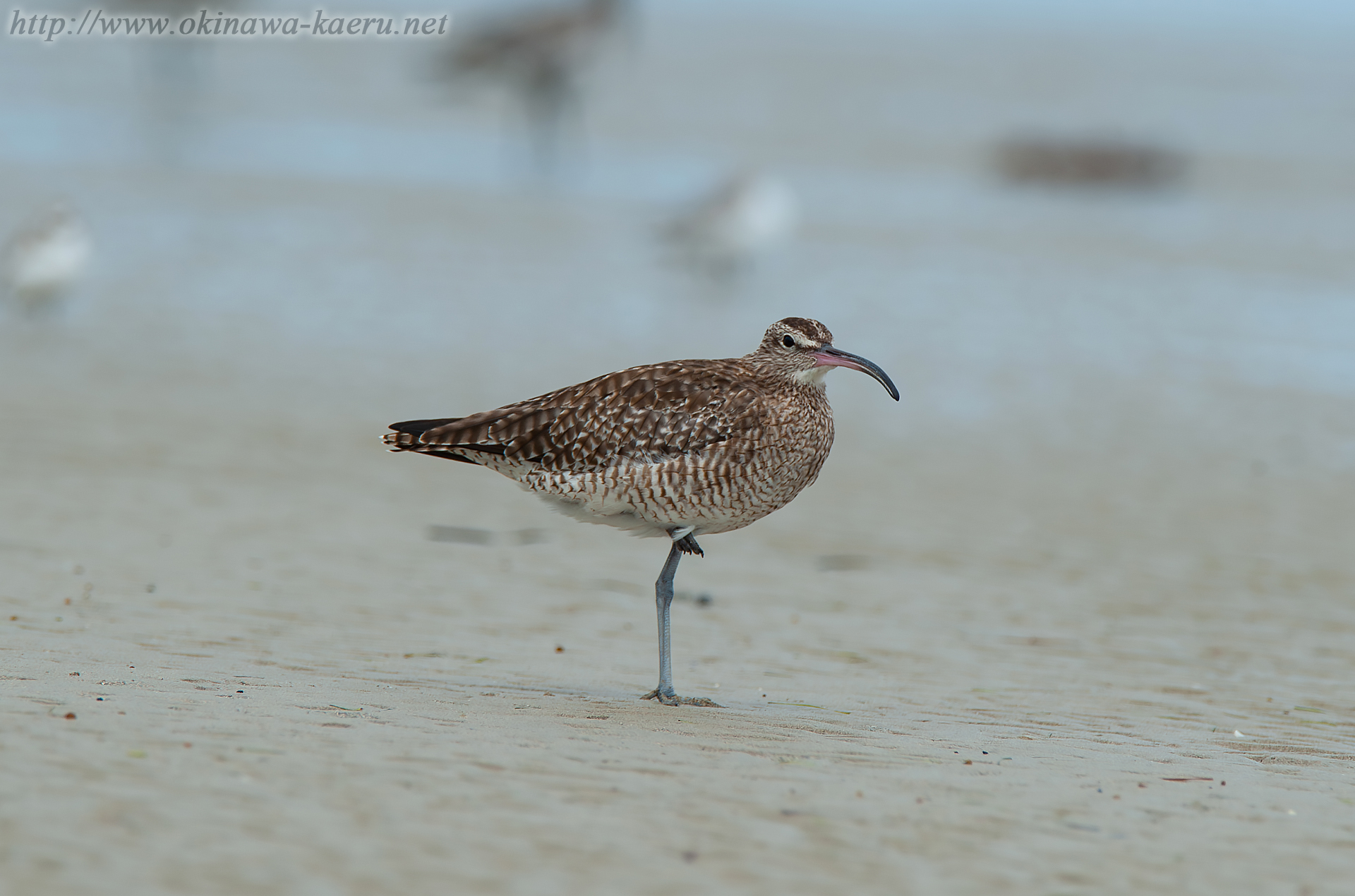 チュウシャクシギ Numenius phaeopus