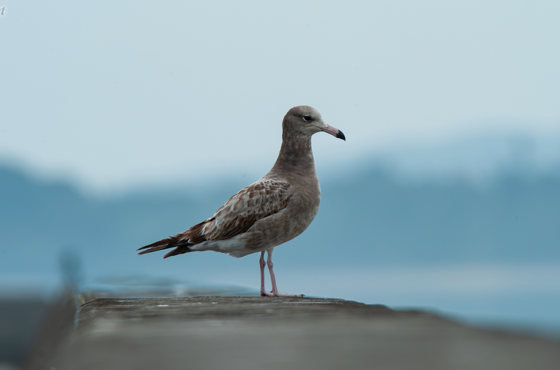 ウミネコ Larus crassirostris