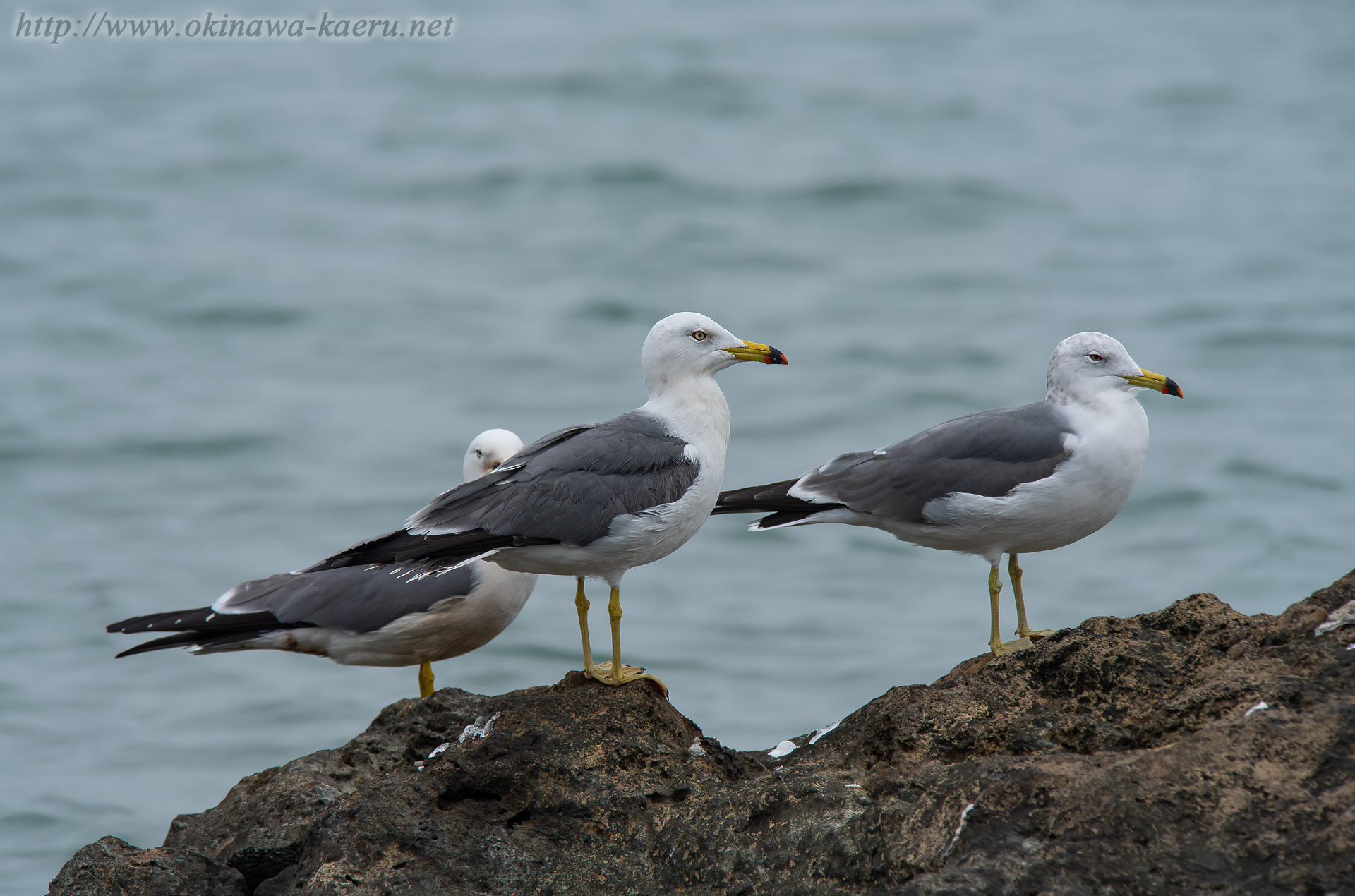 ウミネコ Larus crassirostris