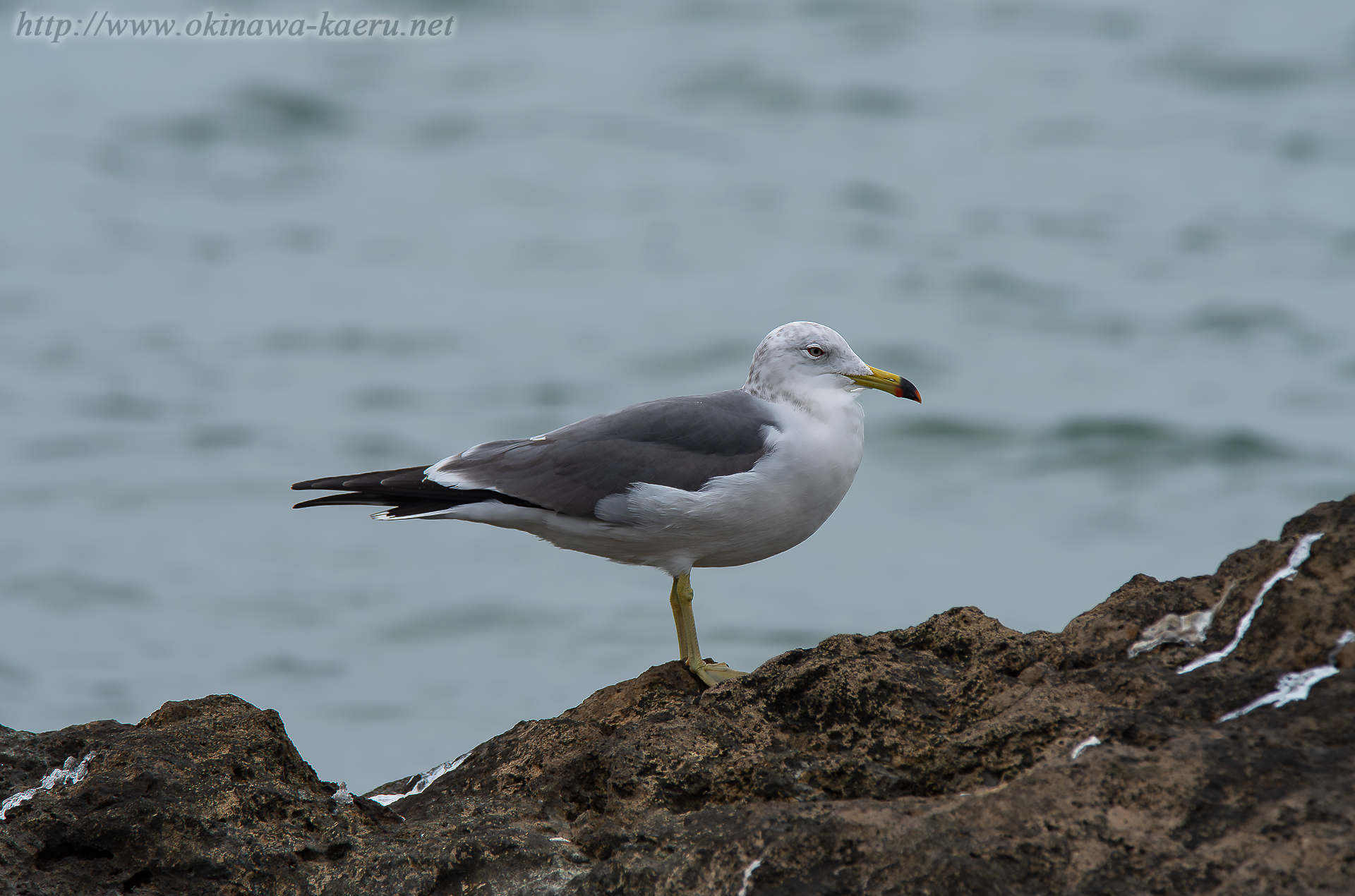 ウミネコ Larus crassirostris