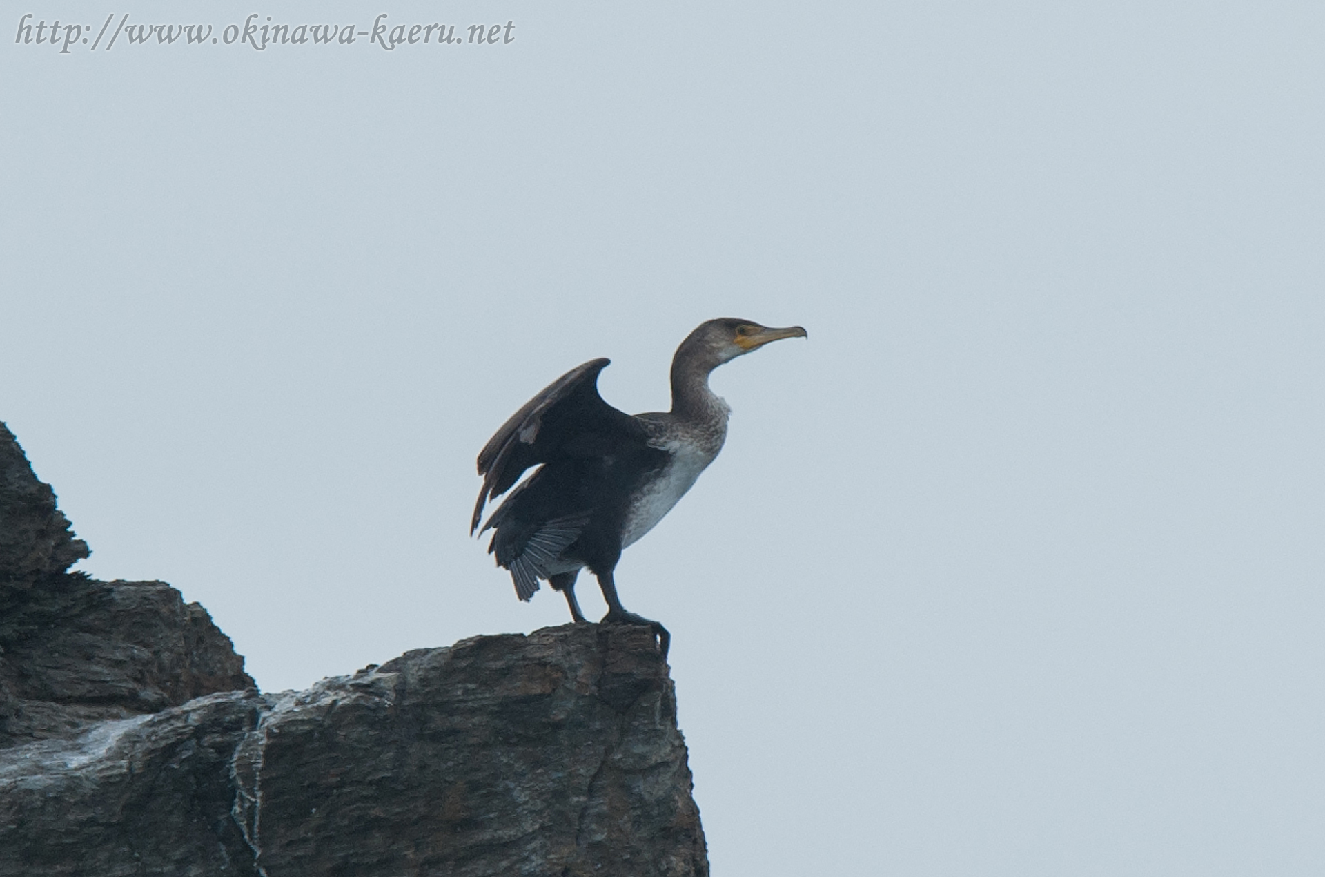 ウミウ Phalacrocorax capillatus