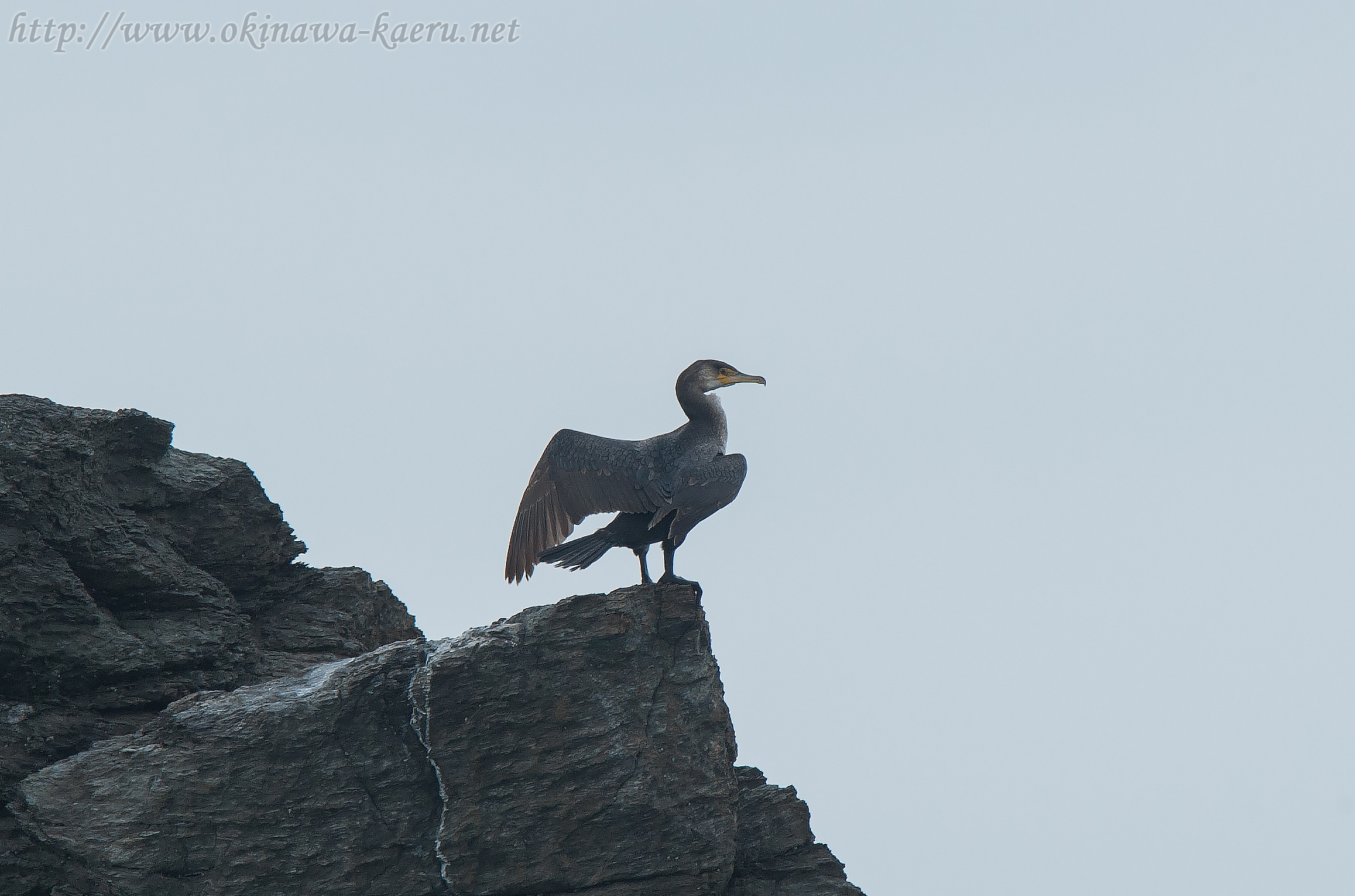 ウミウ Phalacrocorax capillatus