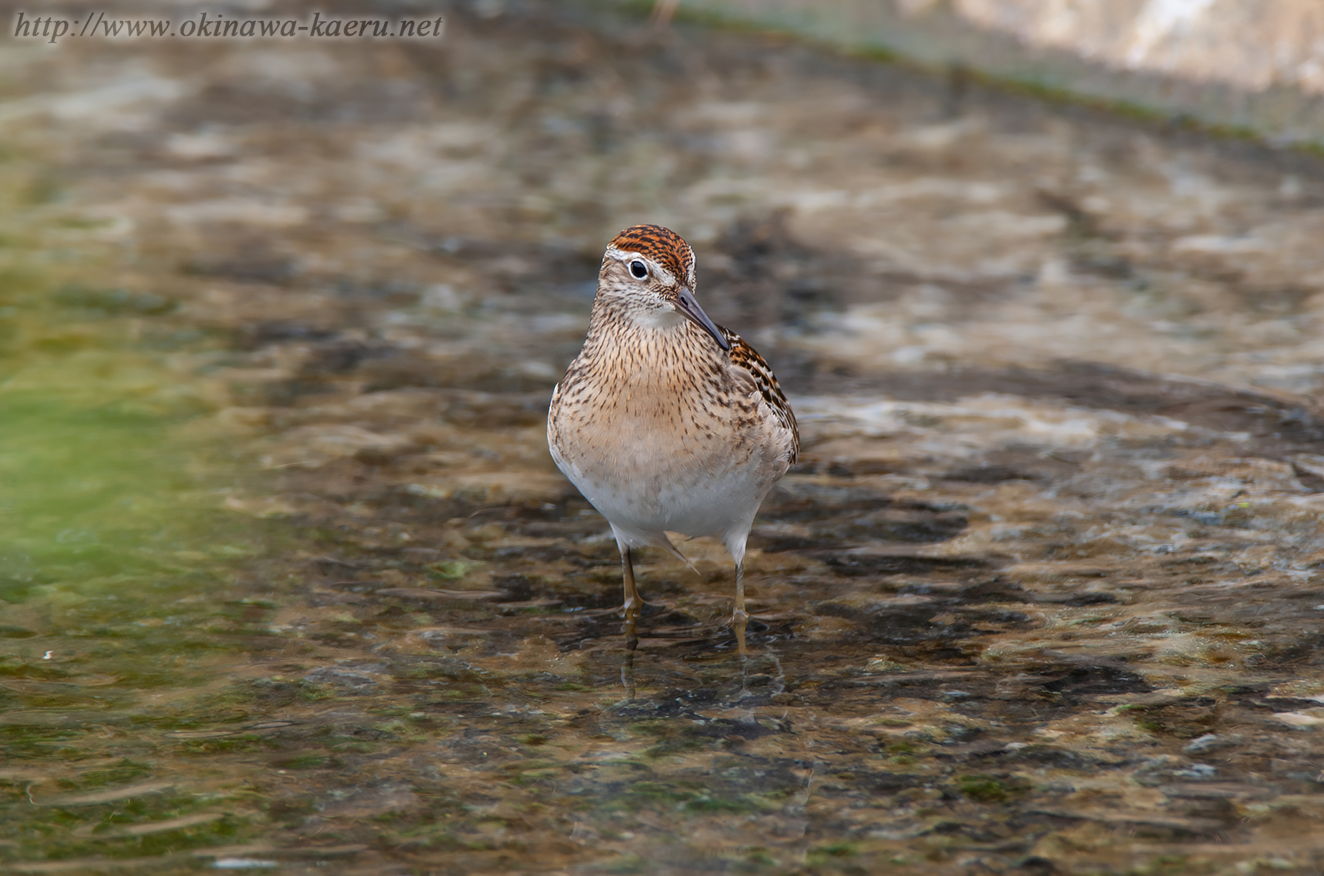 ウズラシギ Calidris acuminata