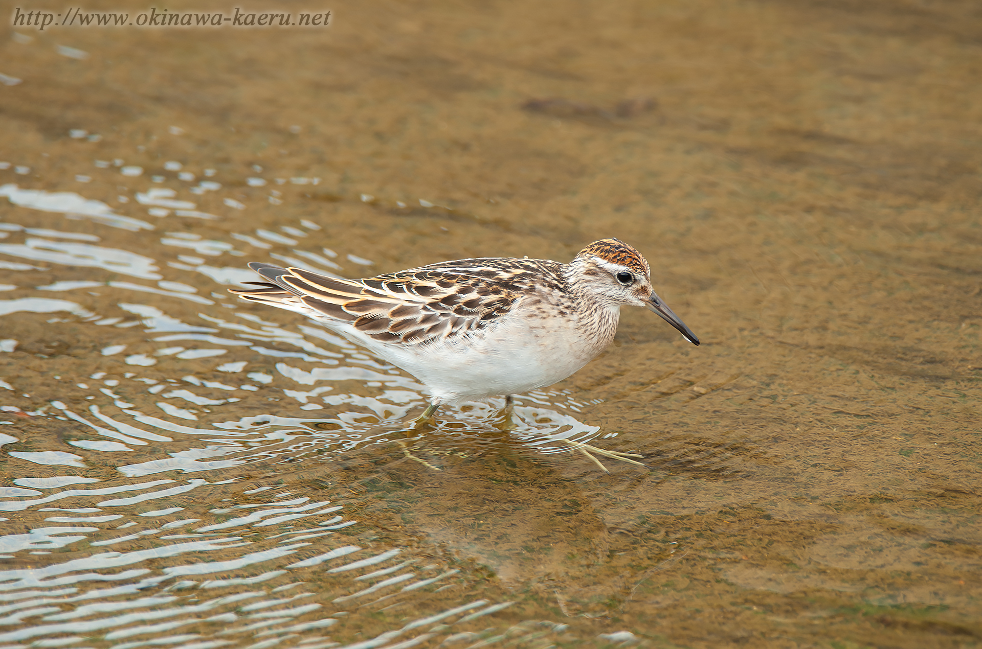 ウズラシギ Calidris acuminata