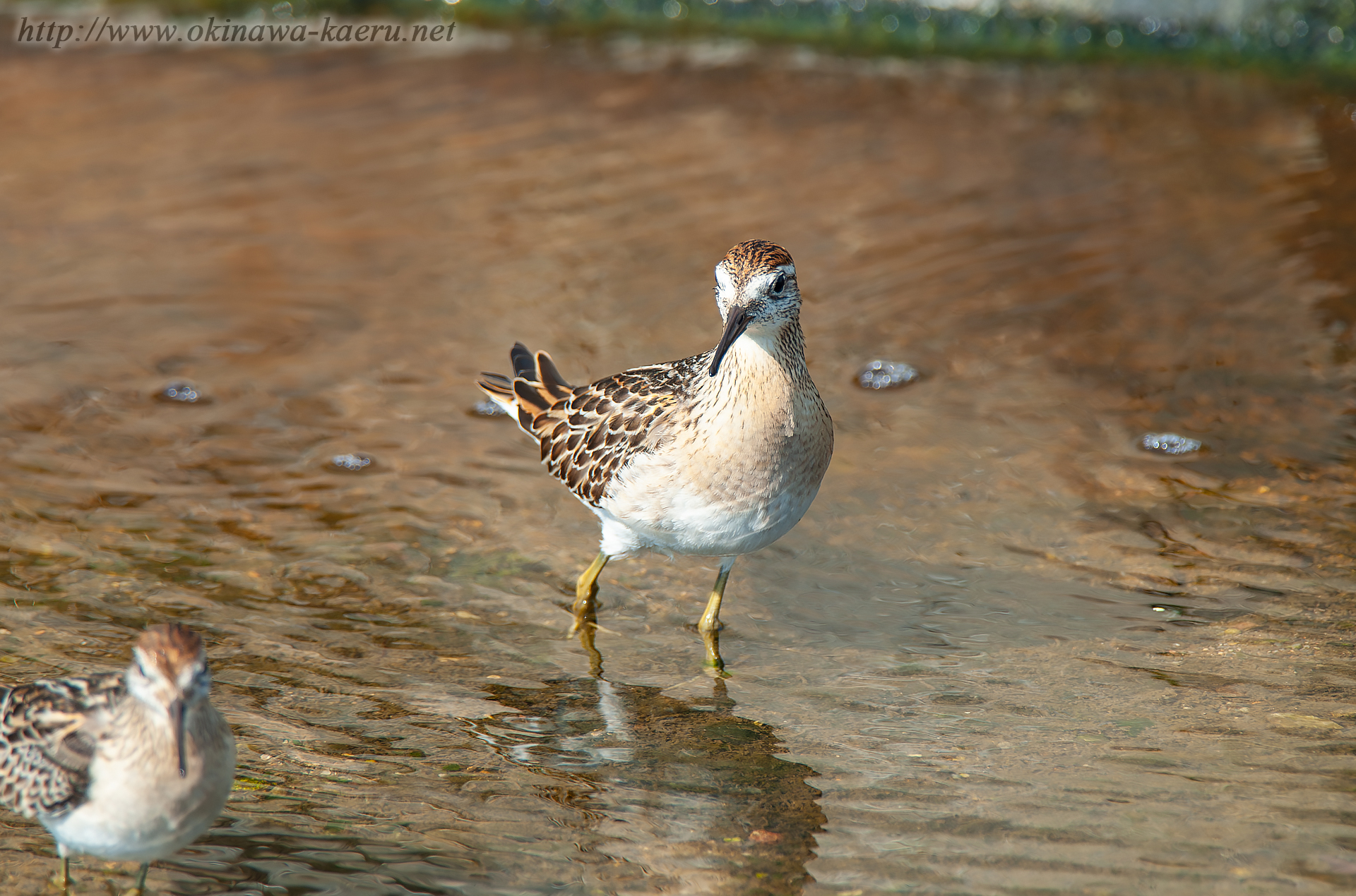 ウズラシギ Calidris acuminata