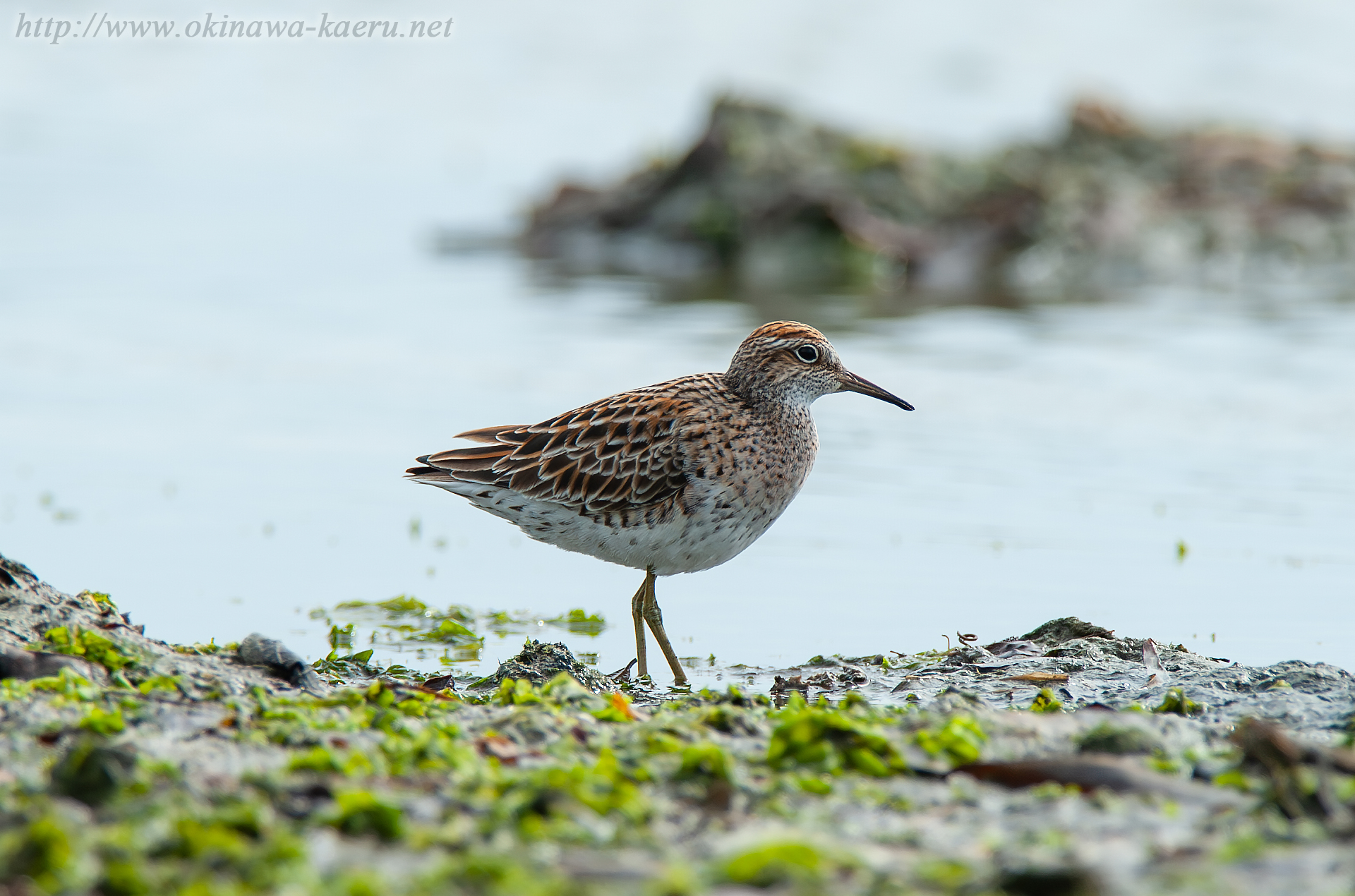 ウズラシギ Calidris acuminata