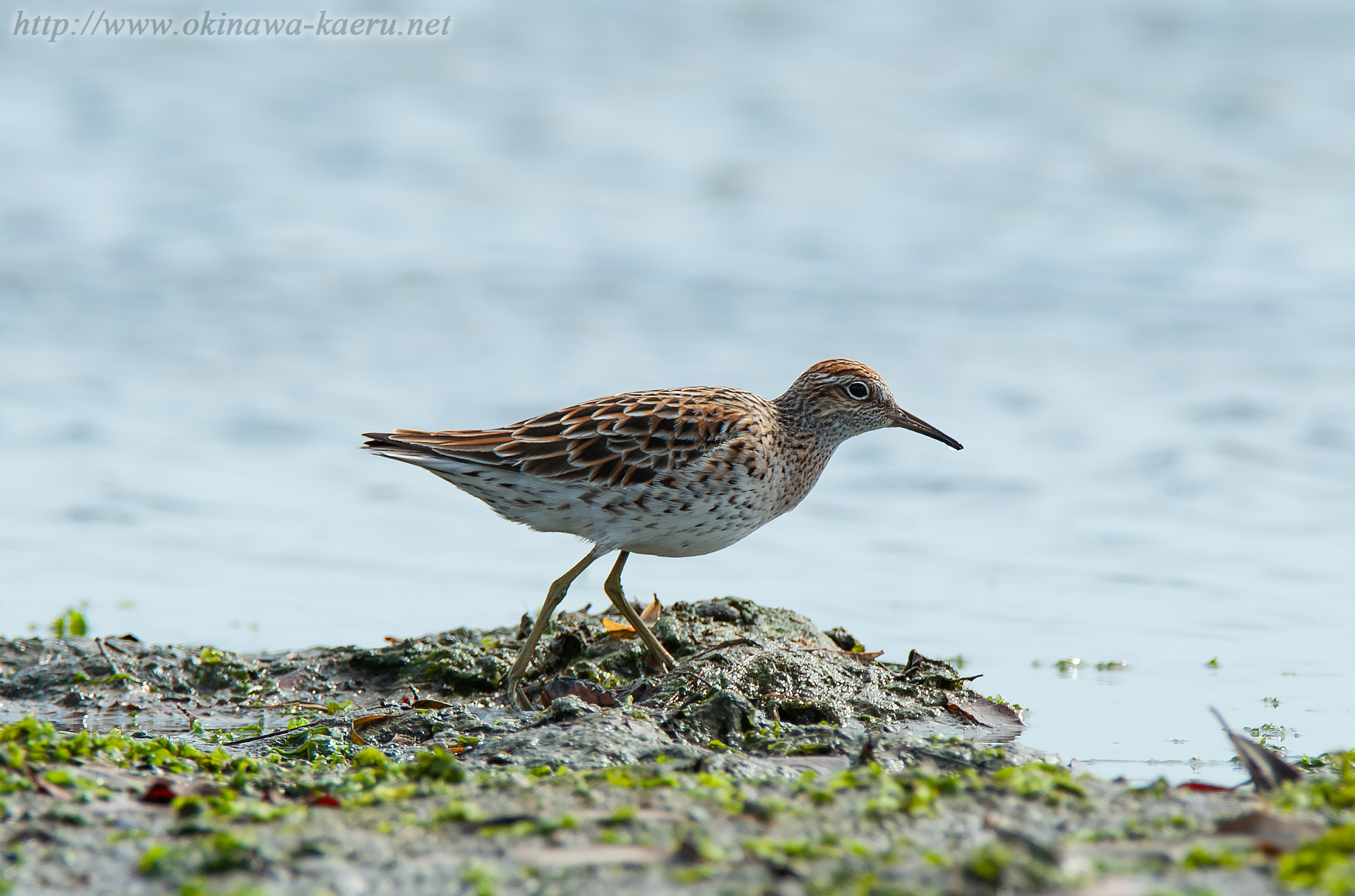 ウズラシギ Calidris acuminata