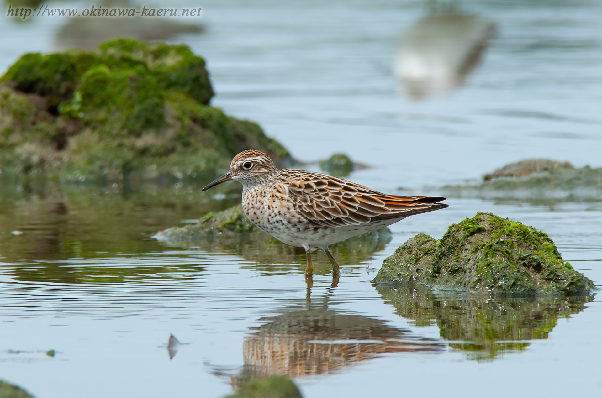 ウズラシギ Calidris acuminata