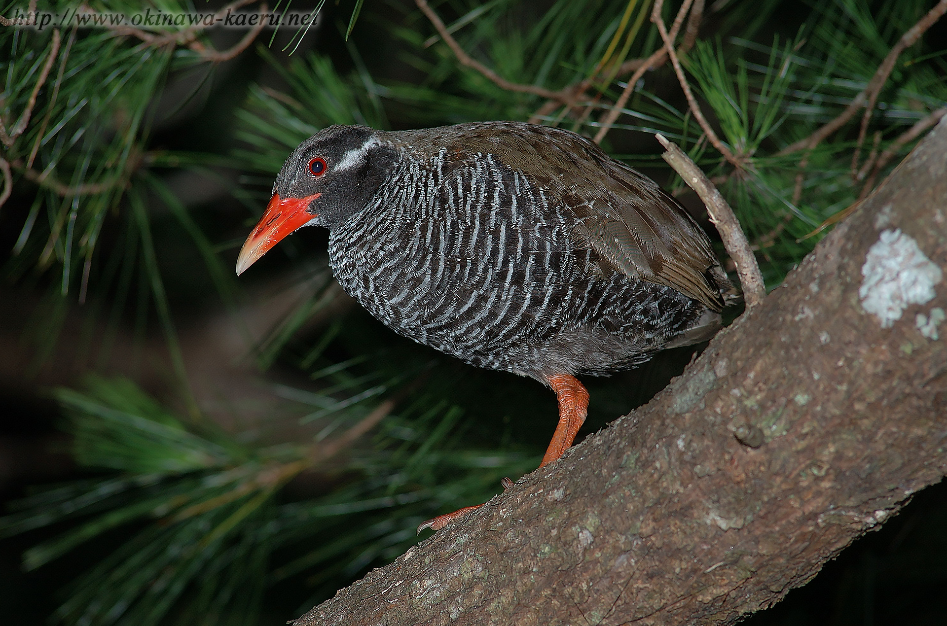 ヤンバルクイナ Gallirallus okinawae