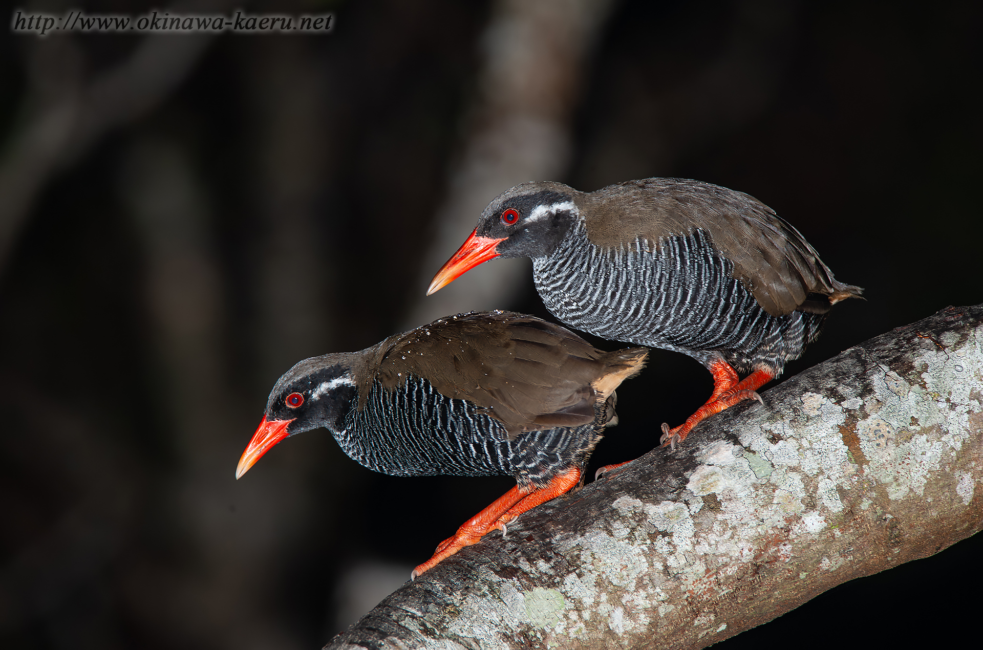 ヤンバルクイナ Gallirallus okinawae