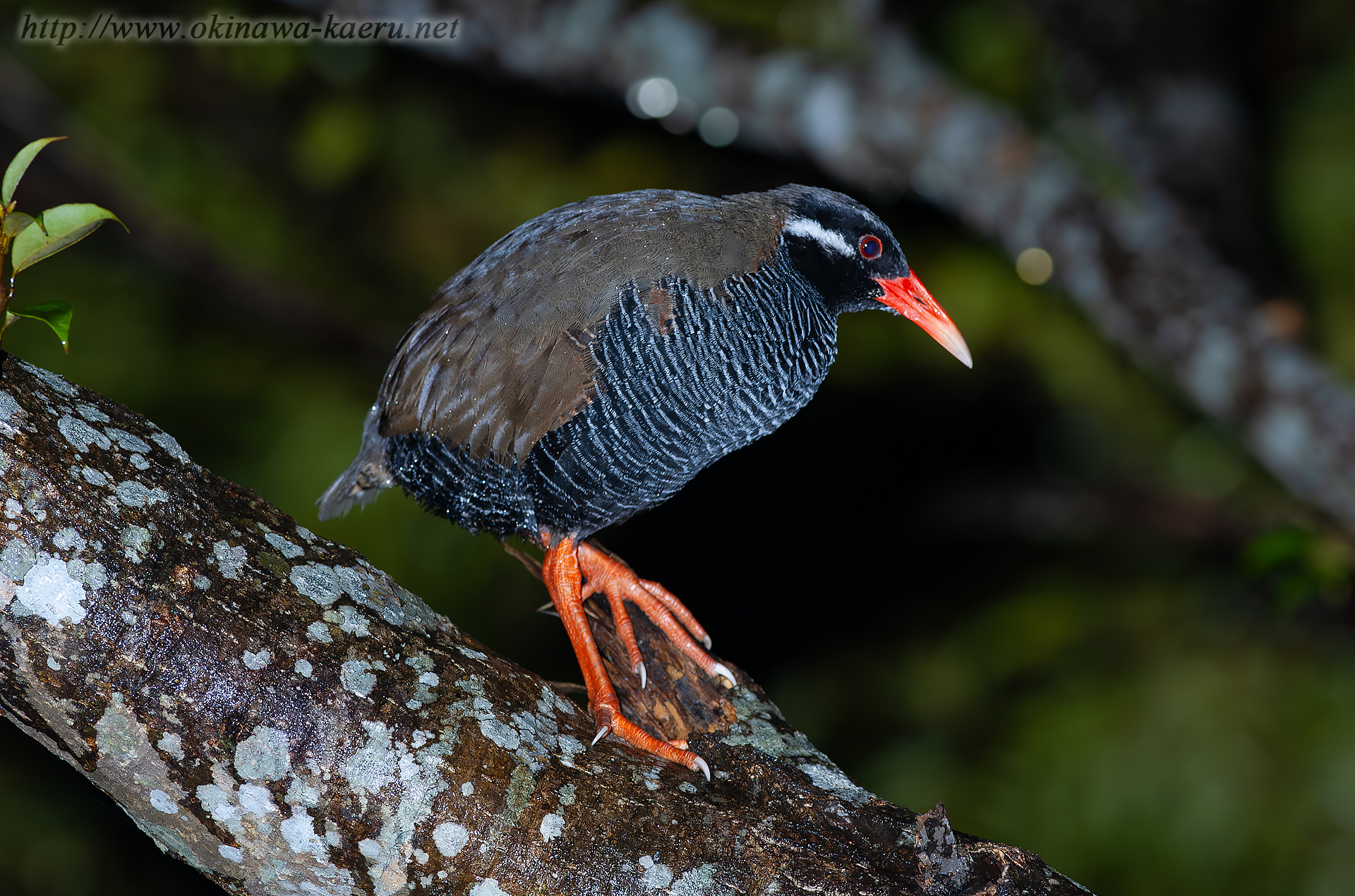 ヤンバルクイナ Gallirallus okinawae