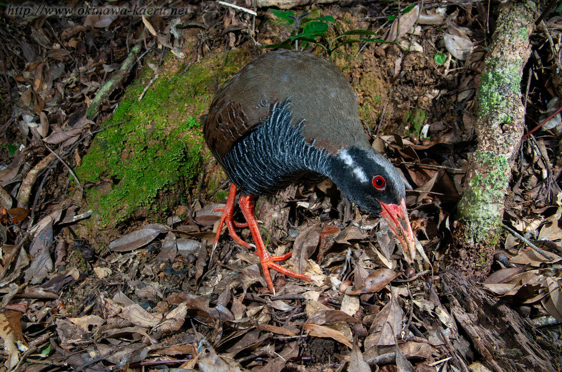 ヤンバルクイナ Gallirallus okinawae