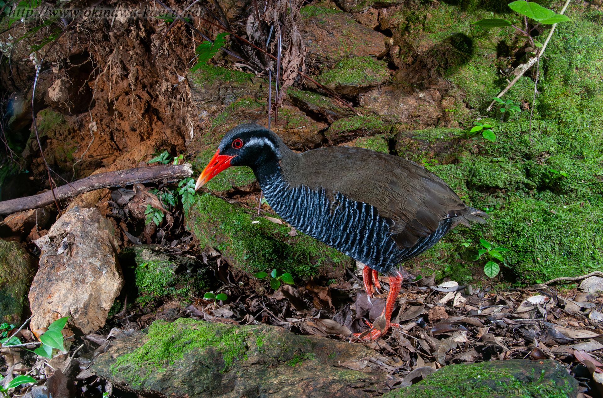 ヤンバルクイナ Gallirallus okinawae