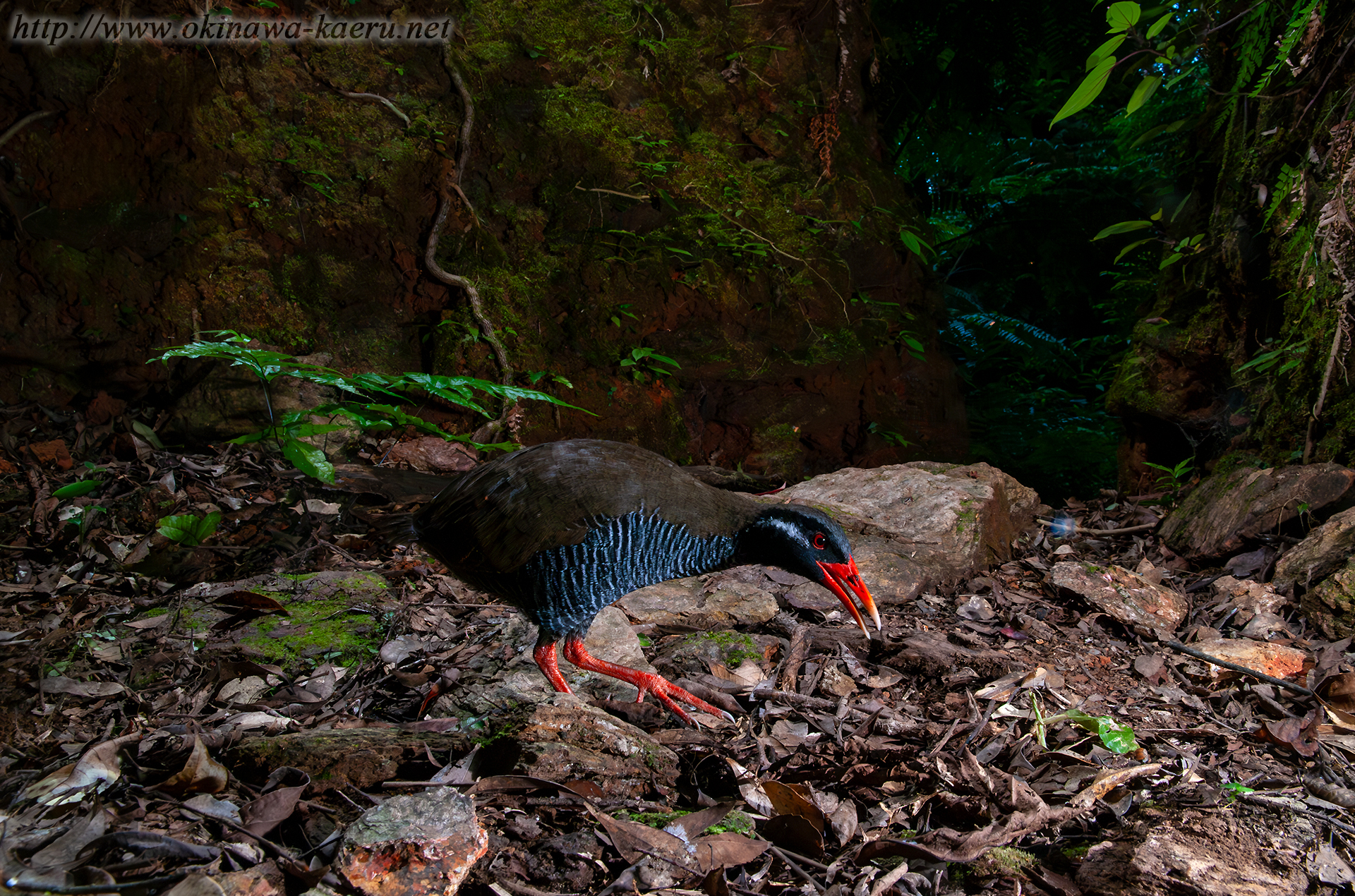 ヤンバルクイナ Gallirallus okinawae