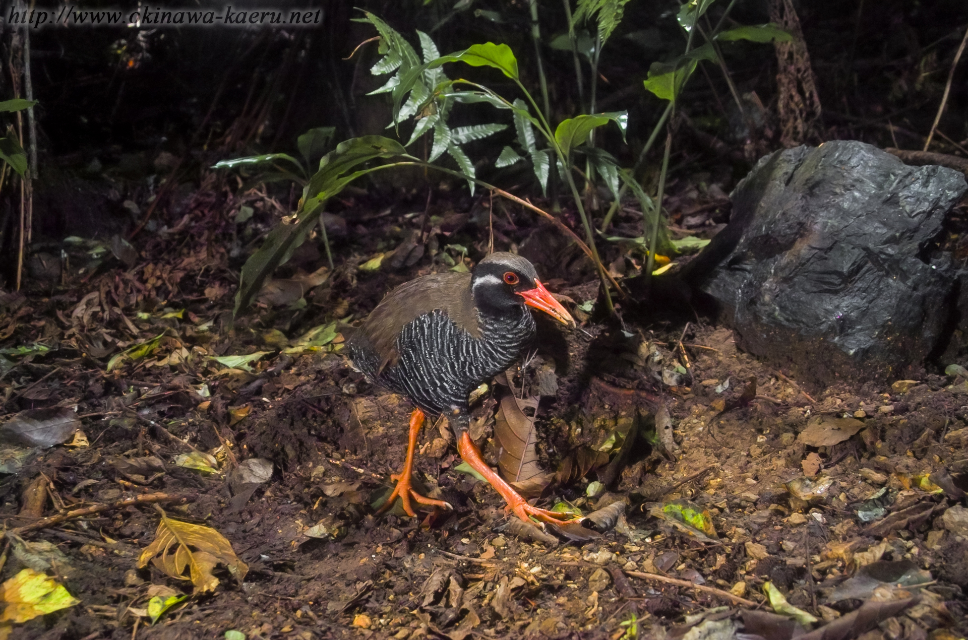 ヤンバルクイナ Gallirallus okinawae