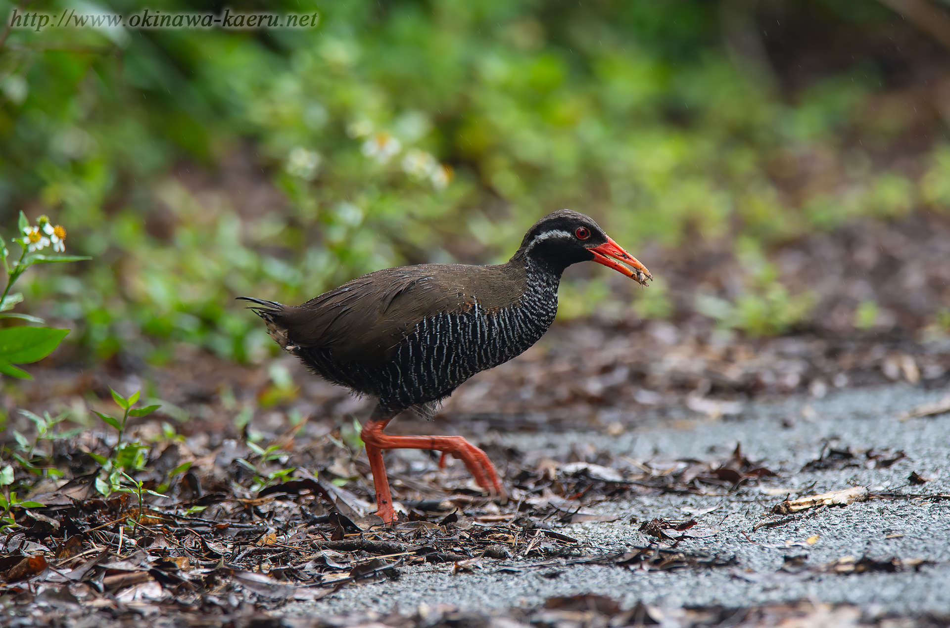 ヤンバルクイナ Gallirallus okinawae