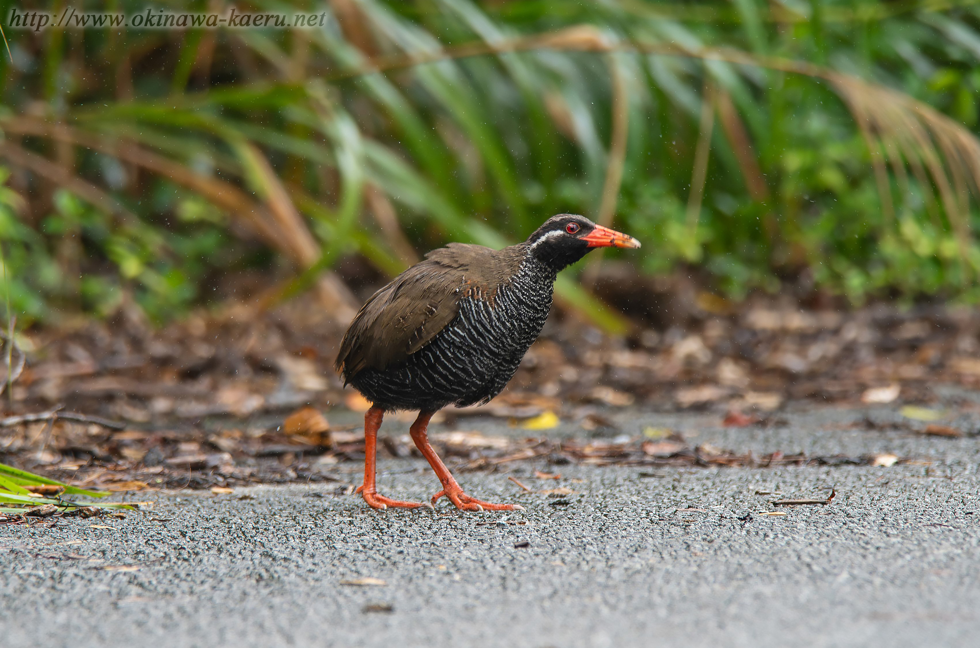 ヤンバルクイナ Gallirallus okinawae