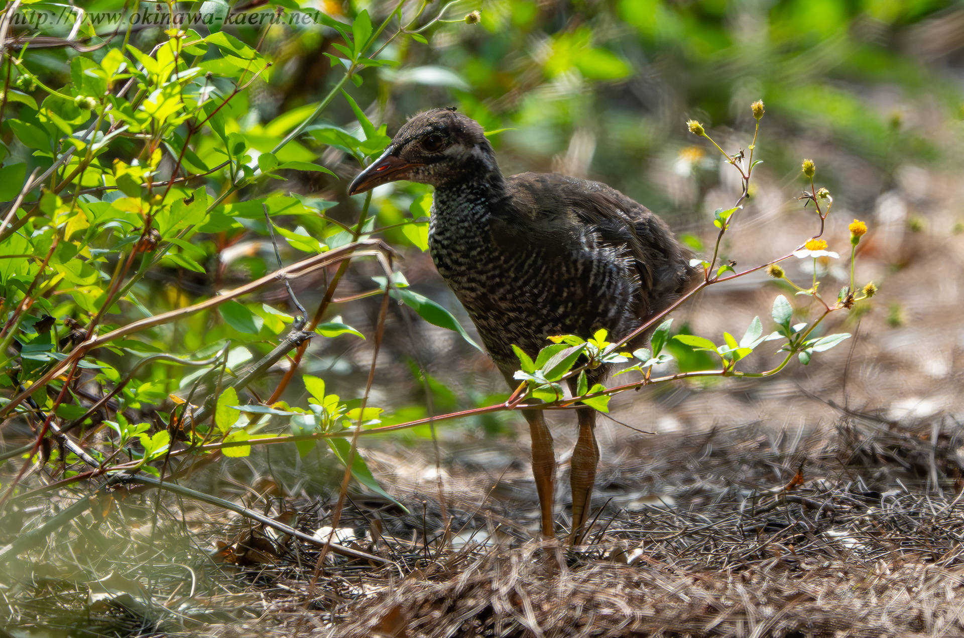 ヤンバルクイナの画像