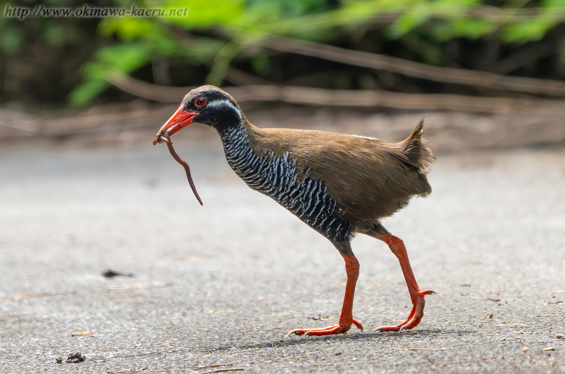 ヤンバルクイナの画像
