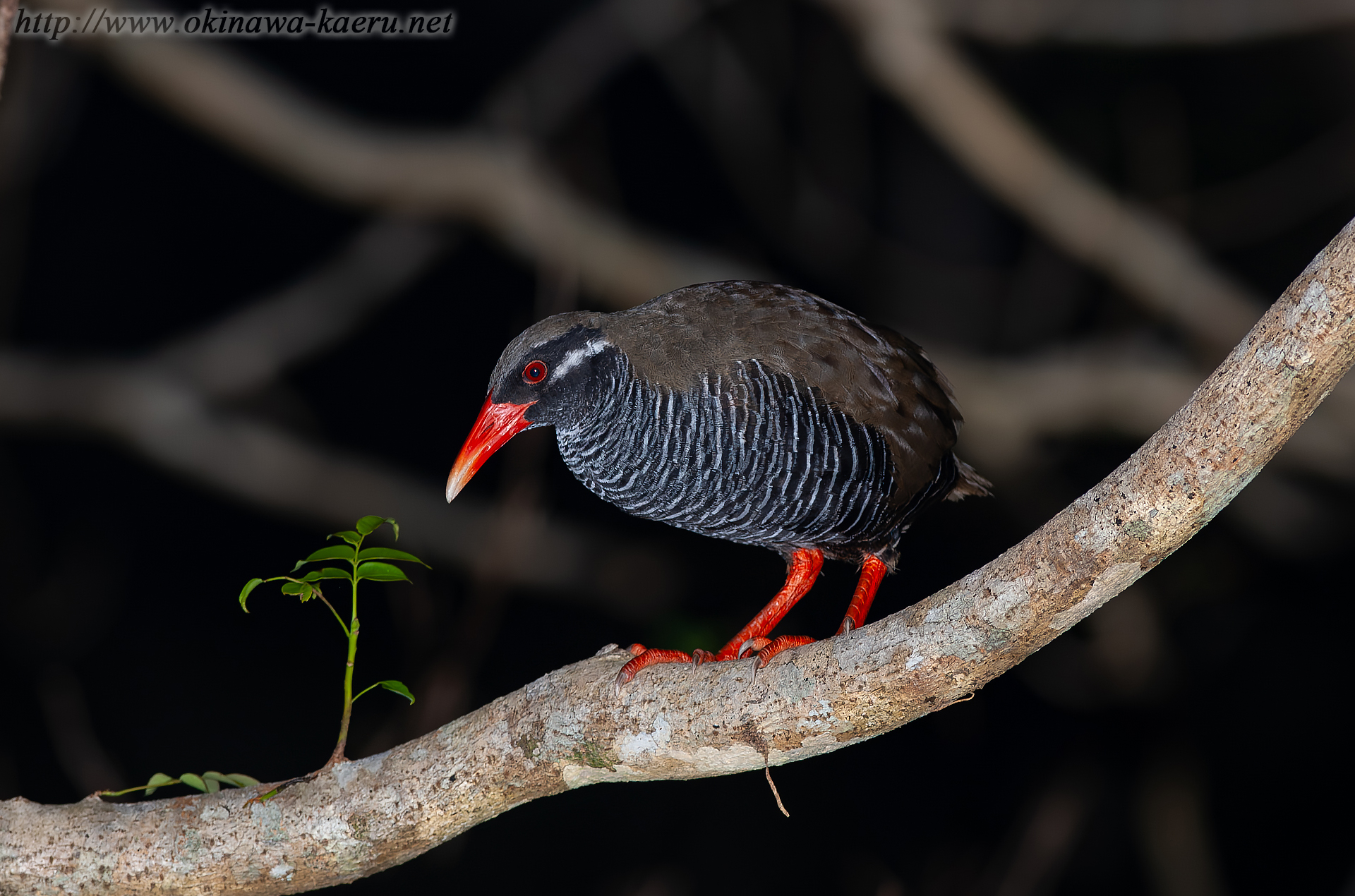 ヤンバルクイナ Gallirallus okinawae