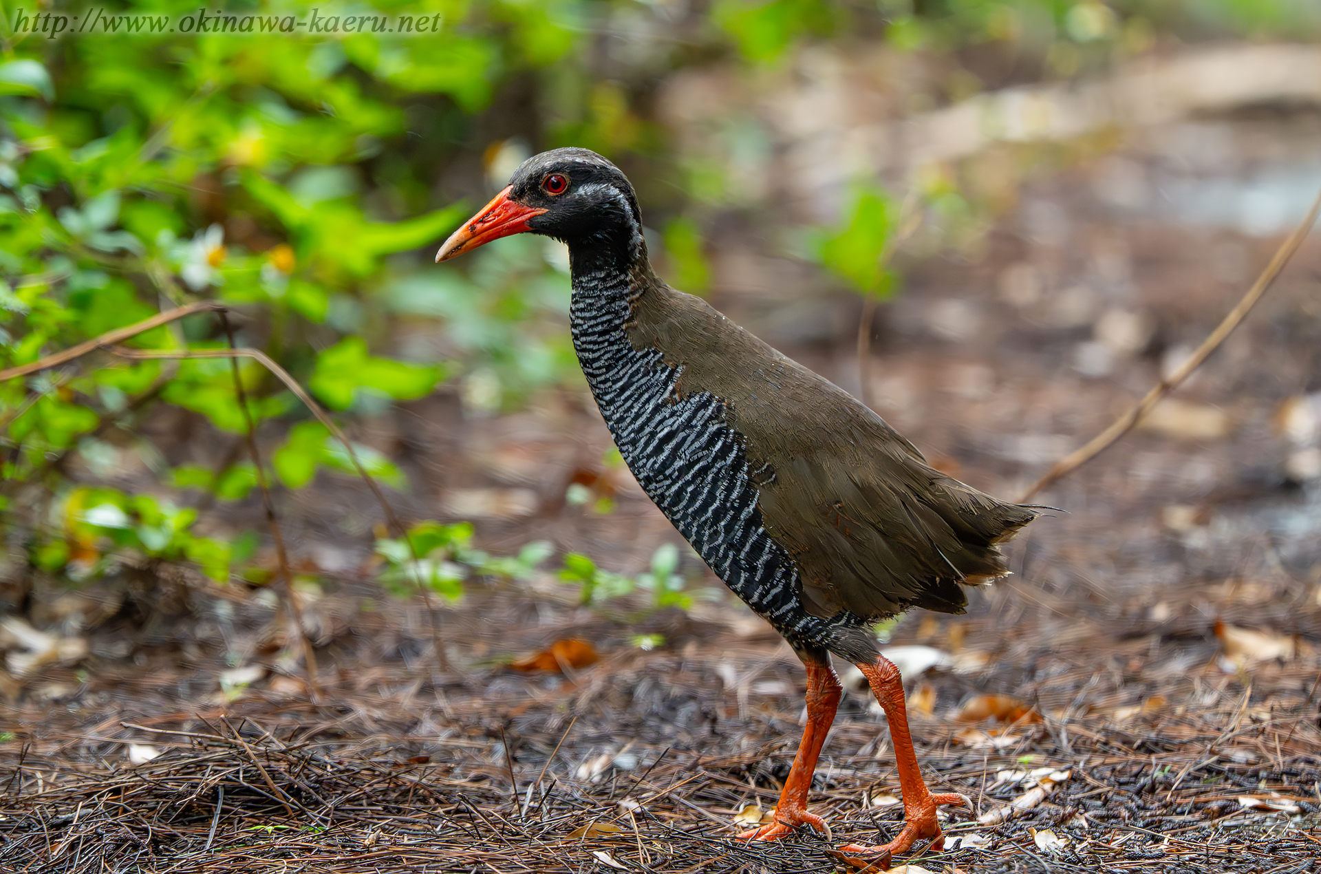 ヤンバルクイナの画像