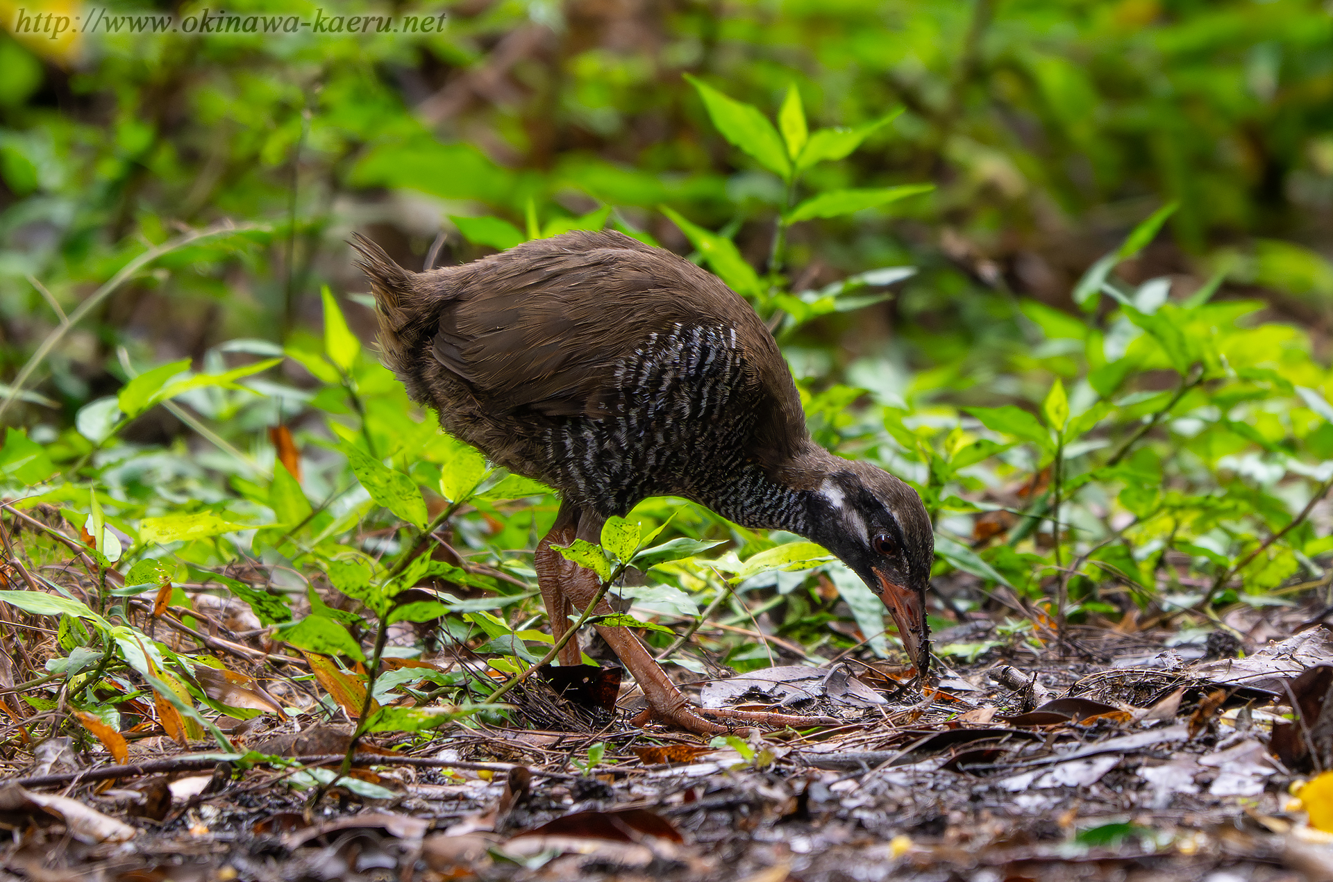 ヤンバルクイナの画像