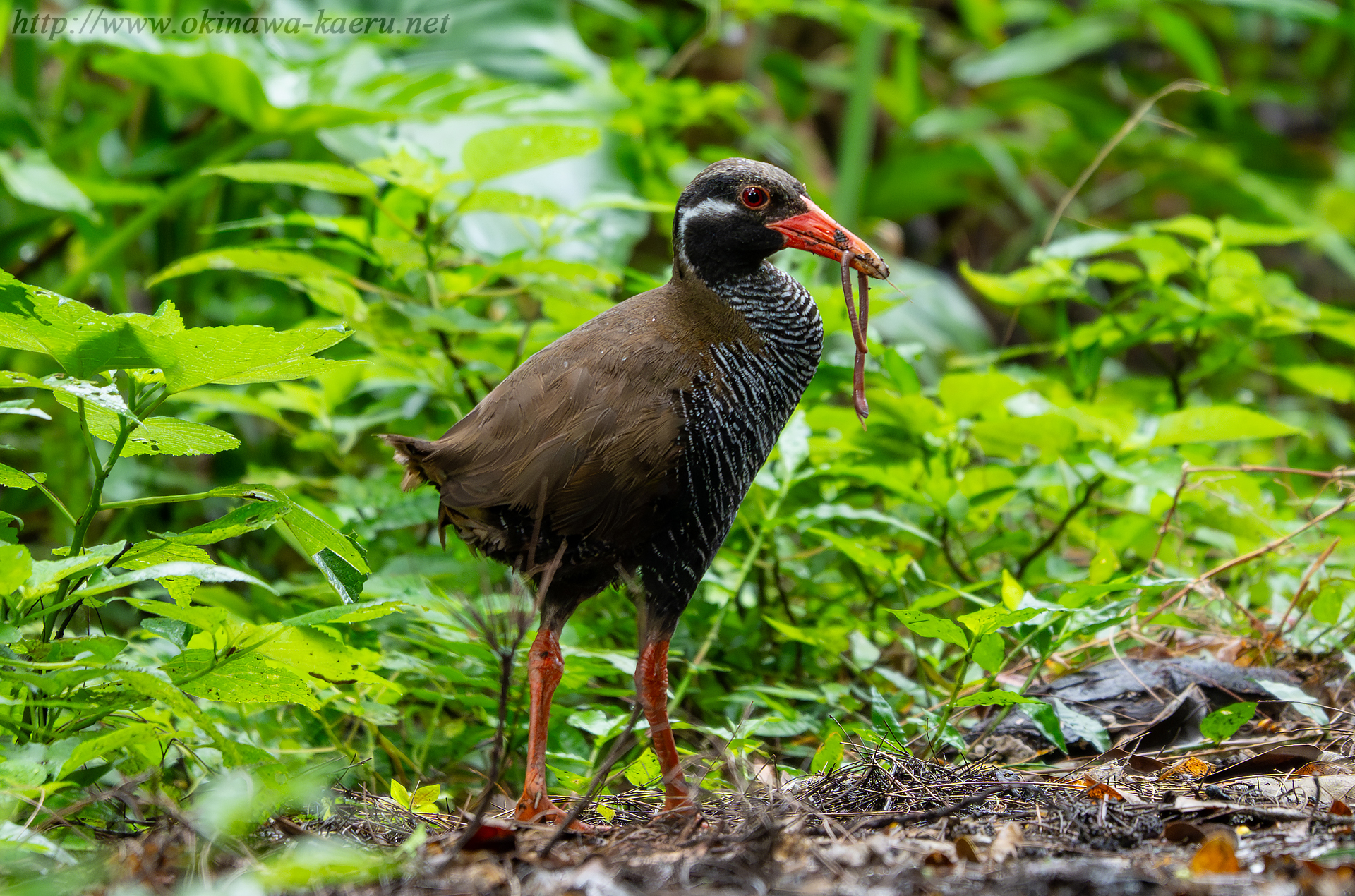 ヤンバルクイナの画像
