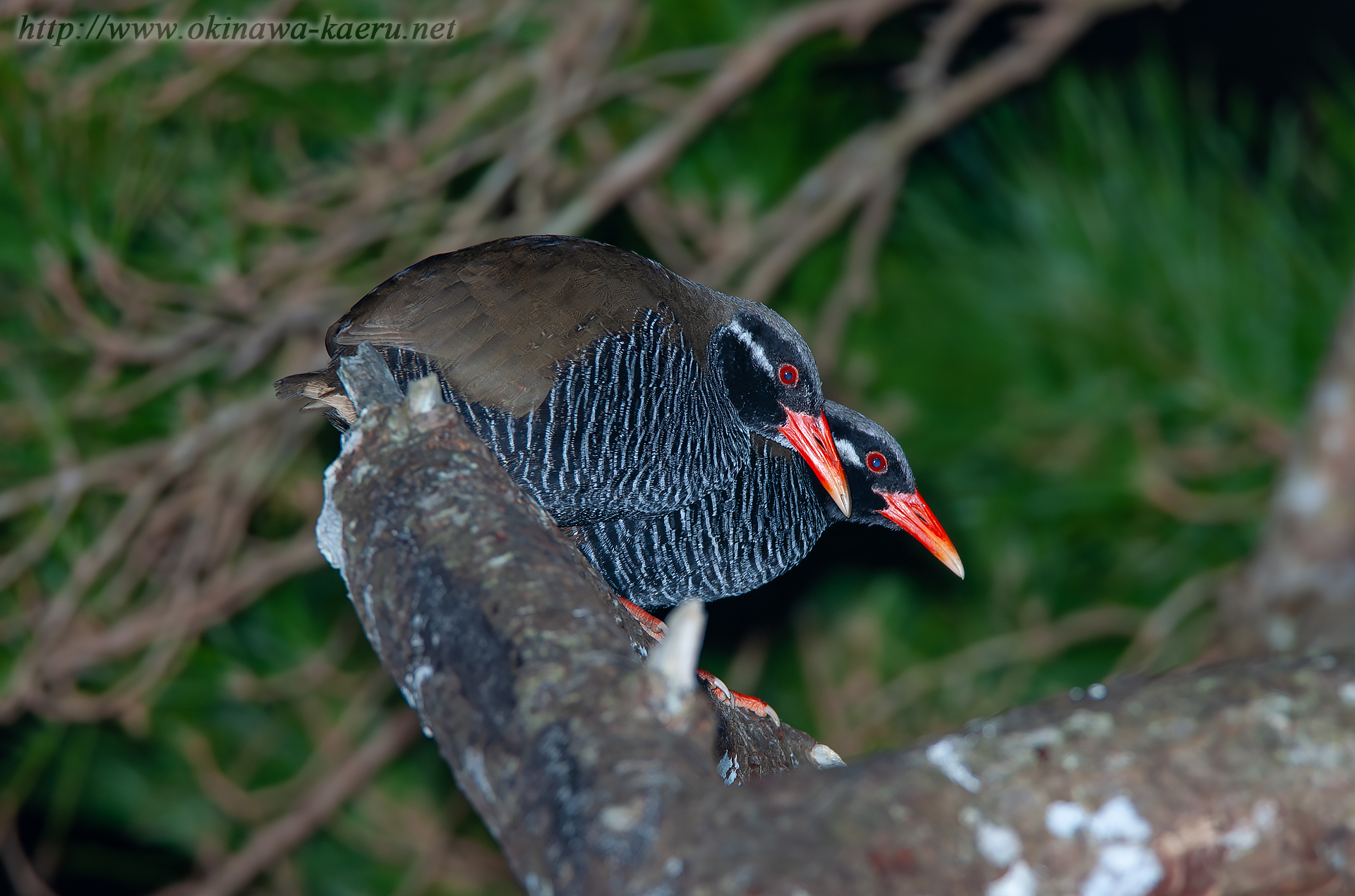 ヤンバルクイナ Gallirallus okinawae