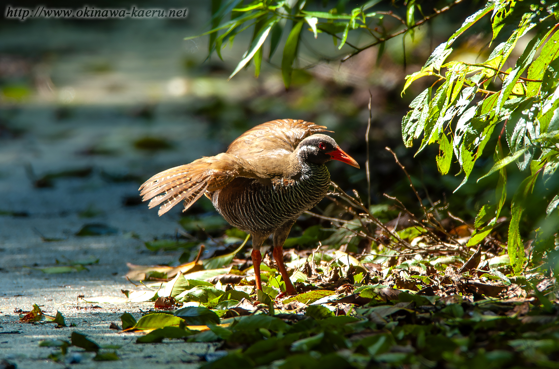 ヤンバルクイナ Gallirallus okinawae