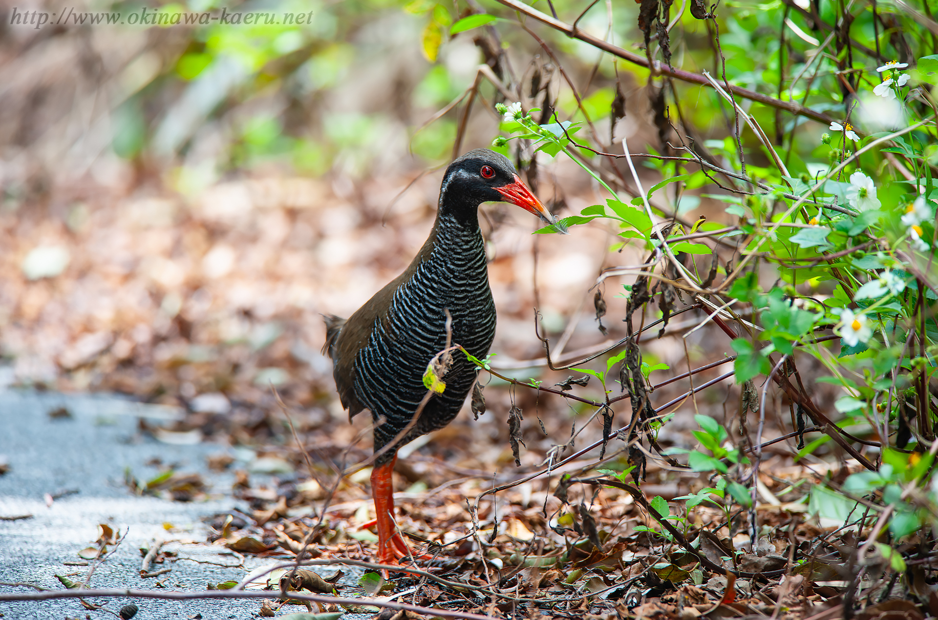 ヤンバルクイナ Gallirallus okinawae