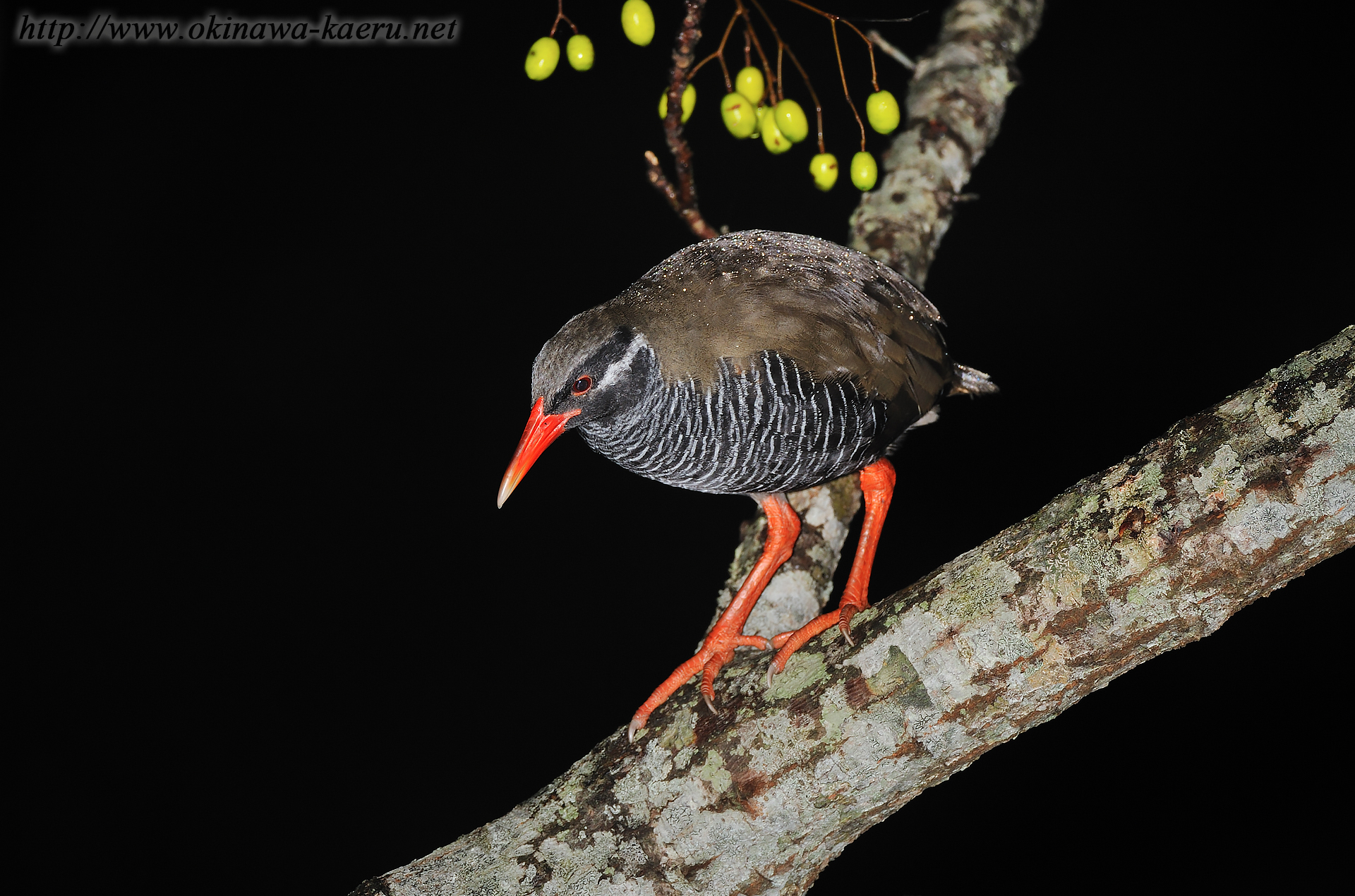 ヤンバルクイナ Gallirallus okinawae