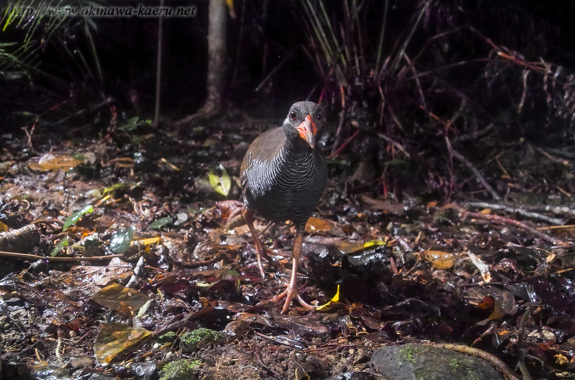 ヤンバルクイナ Gallirallus okinawae