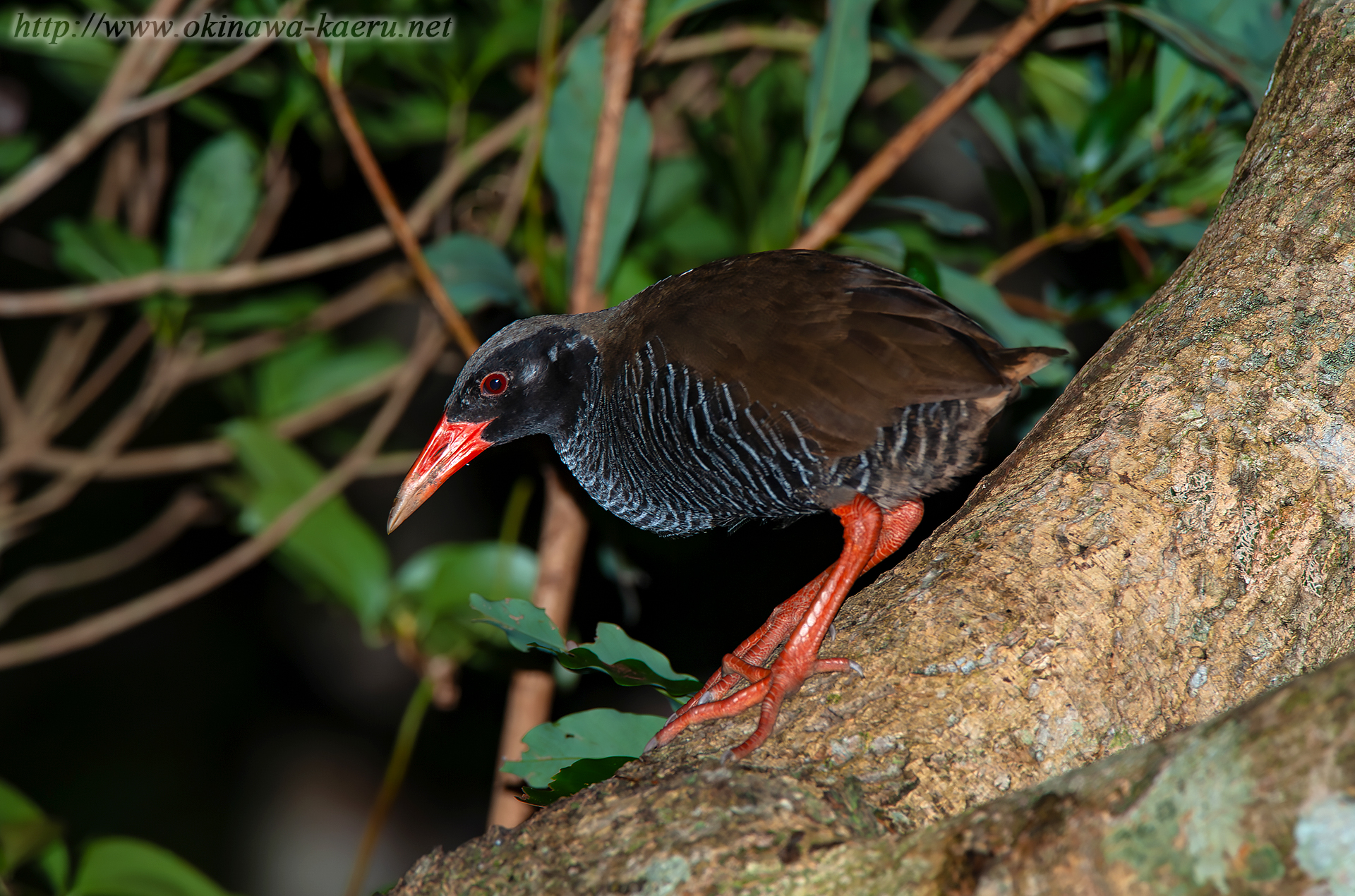 ヤンバルクイナ Gallirallus okinawae