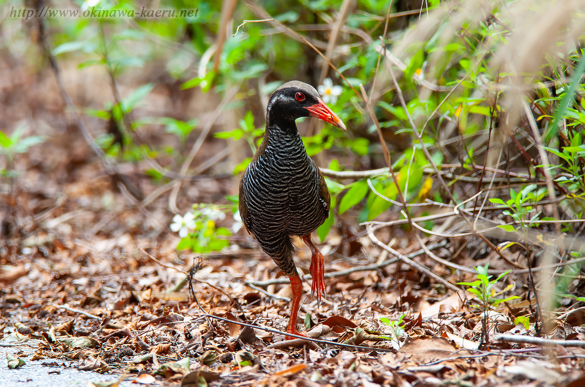 ヤンバルクイナ Gallirallus okinawae