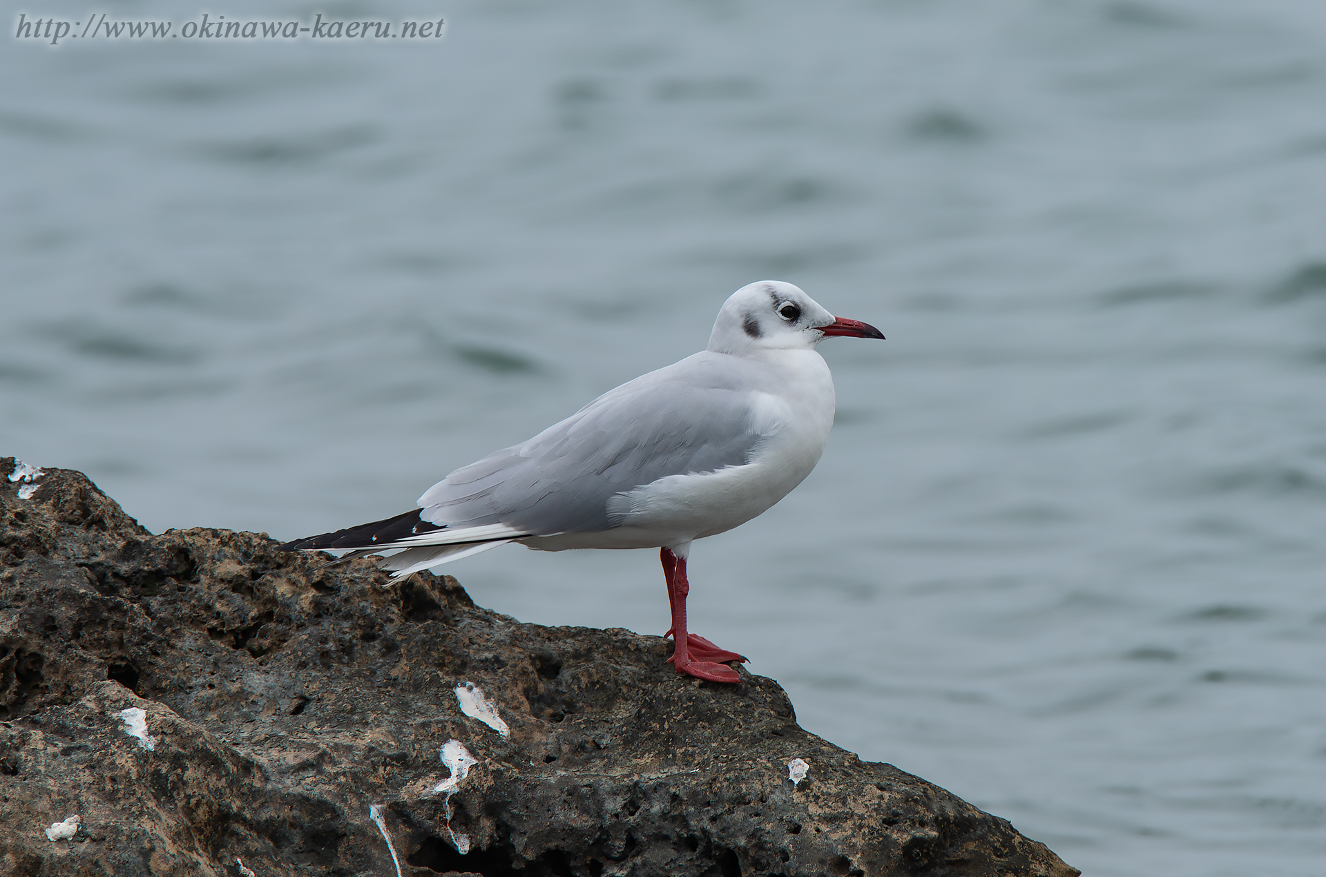 ユリカモメ Larus ridibundus