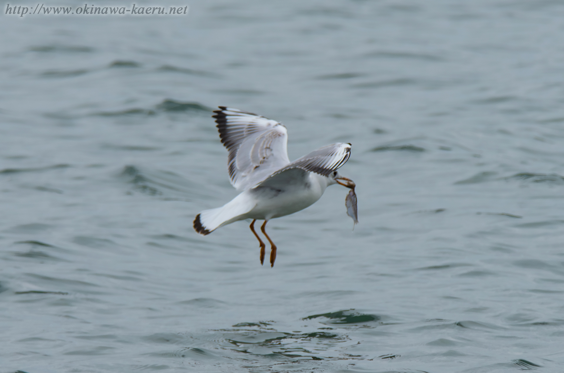 ユリカモメ Larus ridibundus