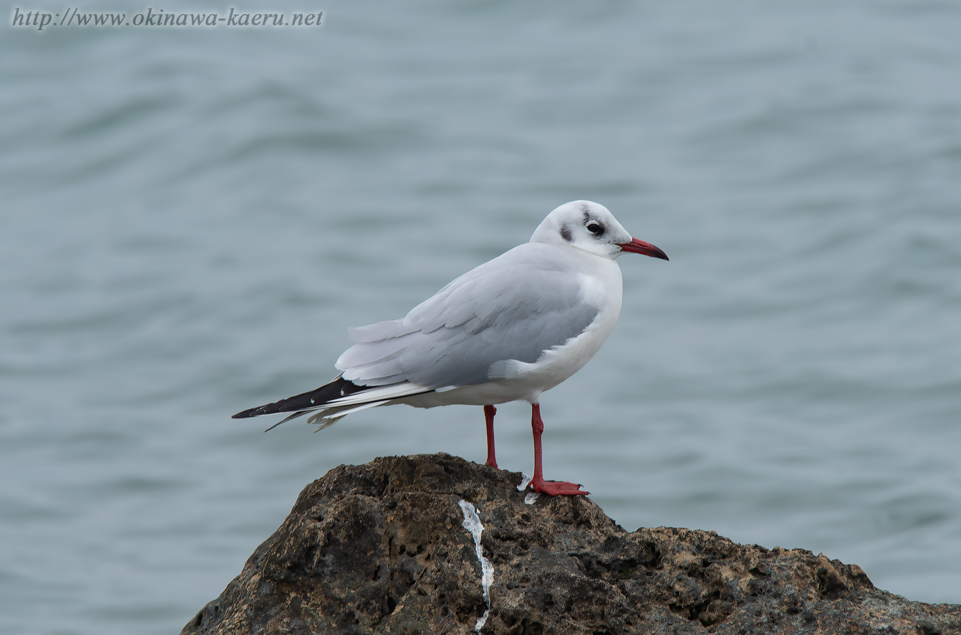 ユリカモメ Larus ridibundus