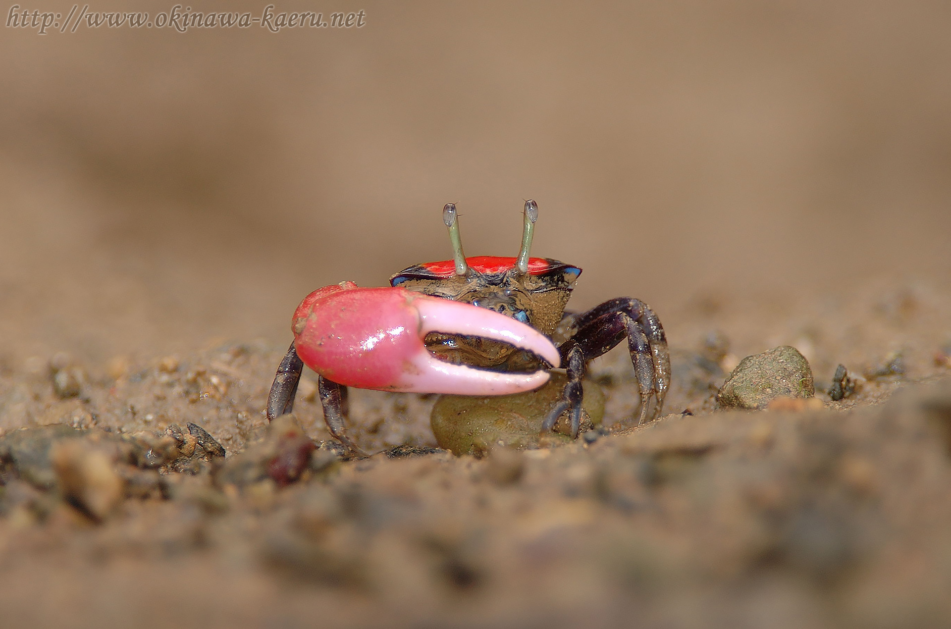 ベニシオマネキの画像