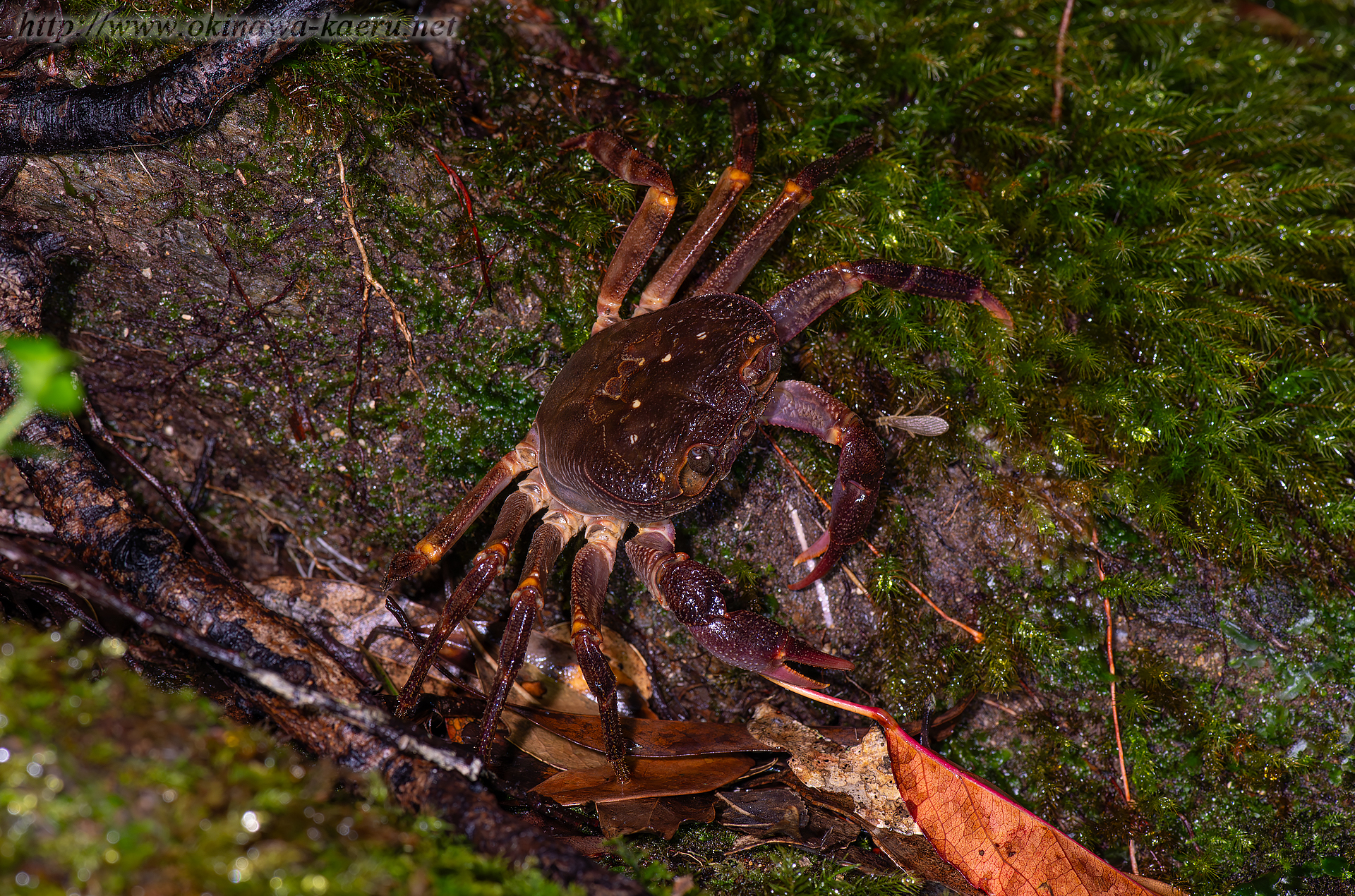 オキナワミナミサワガニの画像