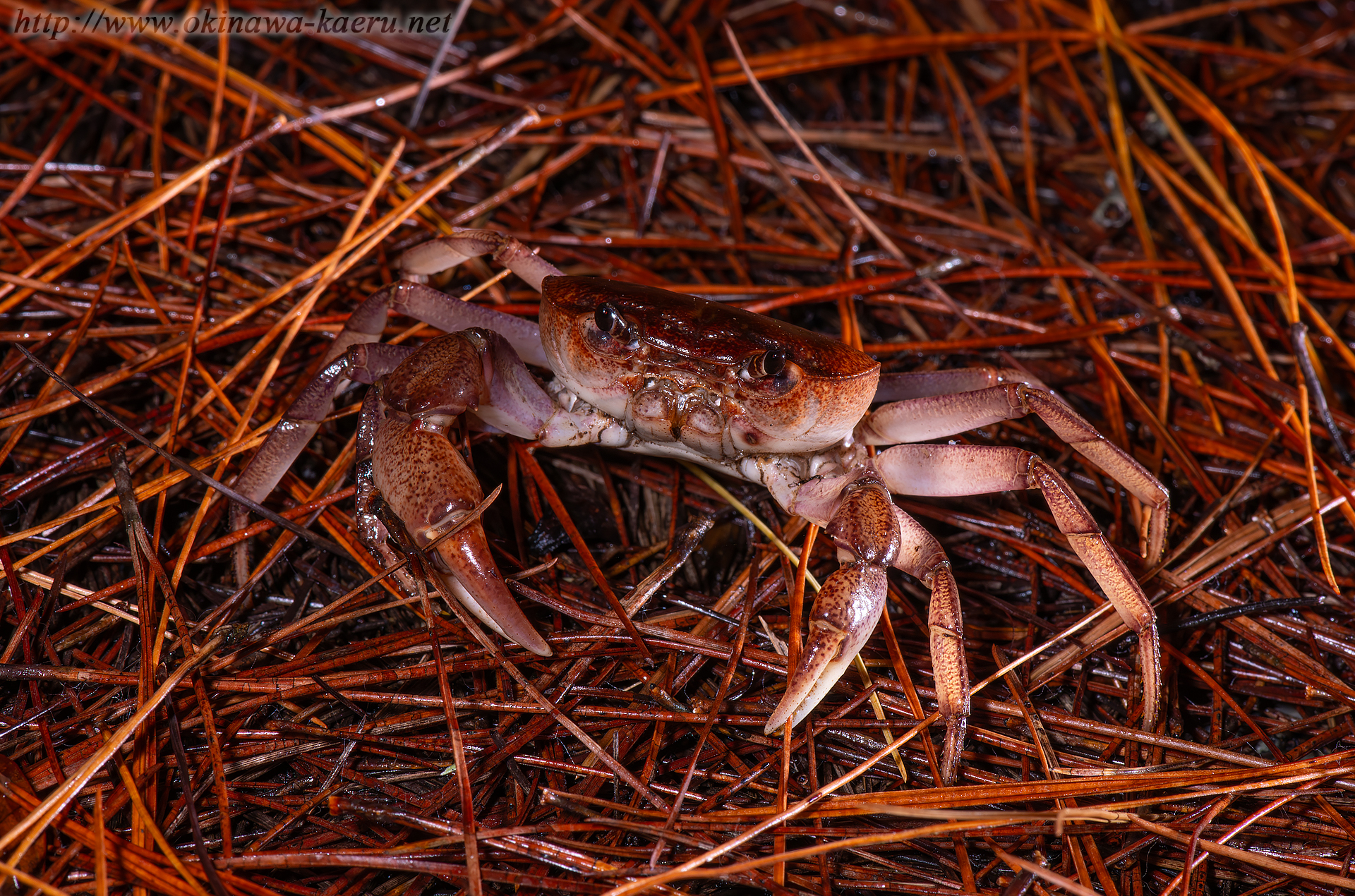 サカモトサワガニの画像