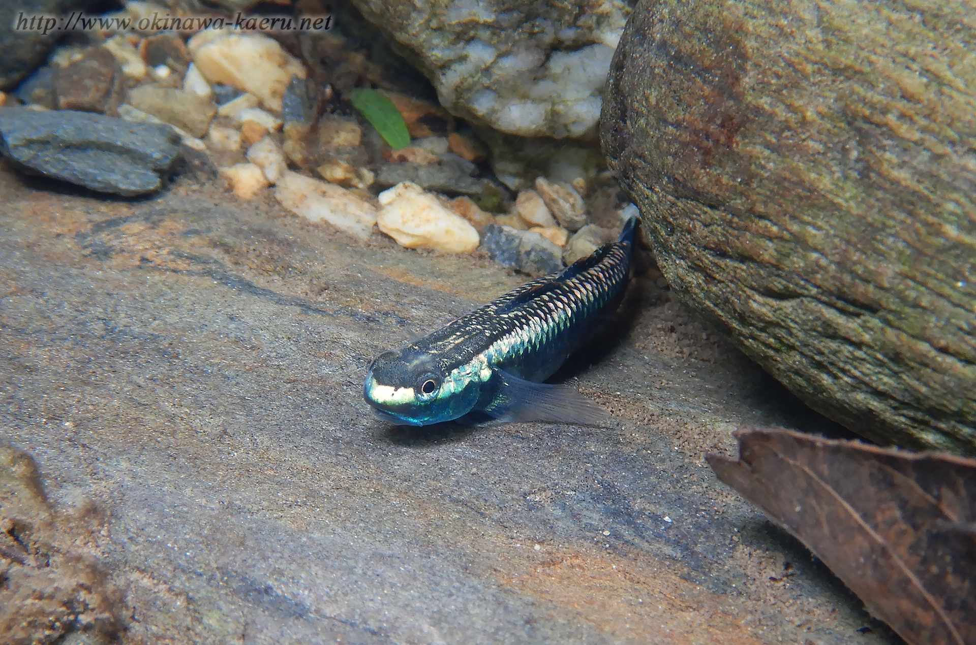 コンテリボウズハゼの画像