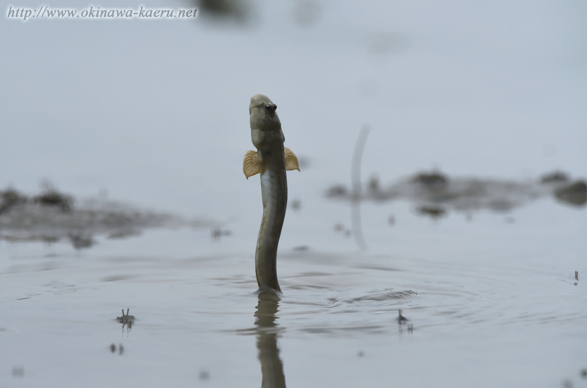 トカゲハゼの画像